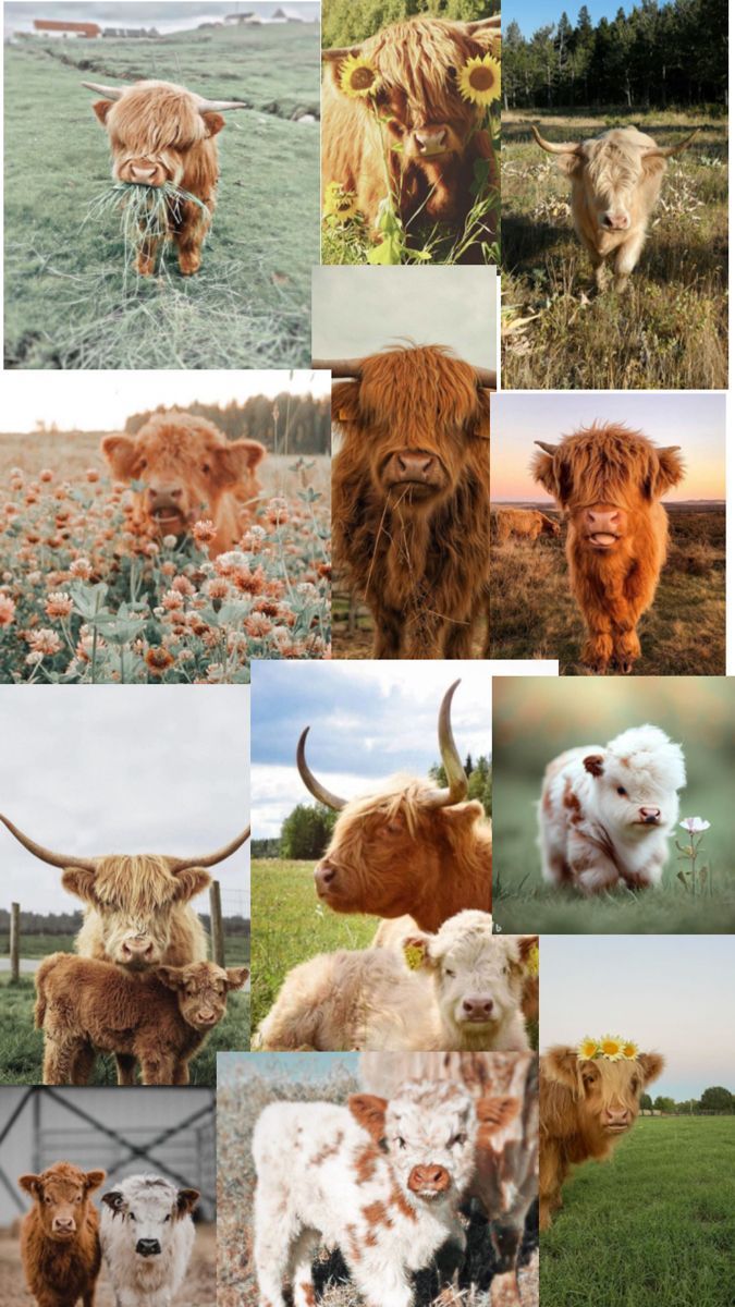 675x1200 Creative Cow DIY Your Creative Energy with Shuffles. Highland cow picture, קולאז' תמונות, Pet cows