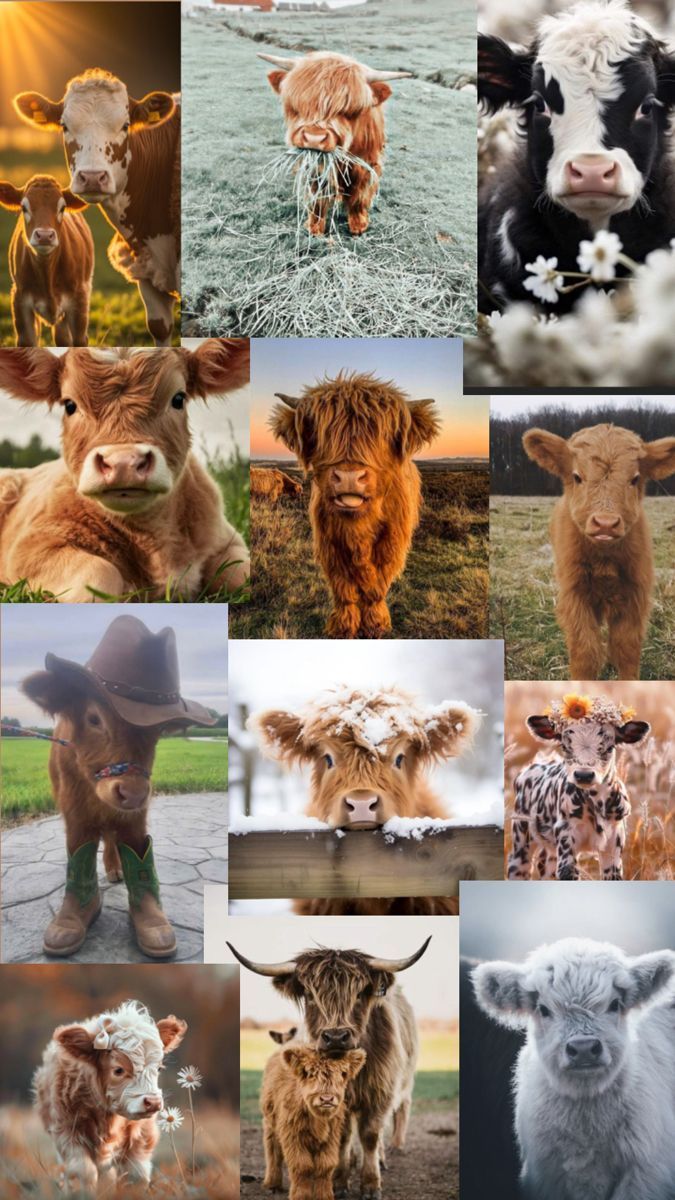 675x1200 The best wallpaper