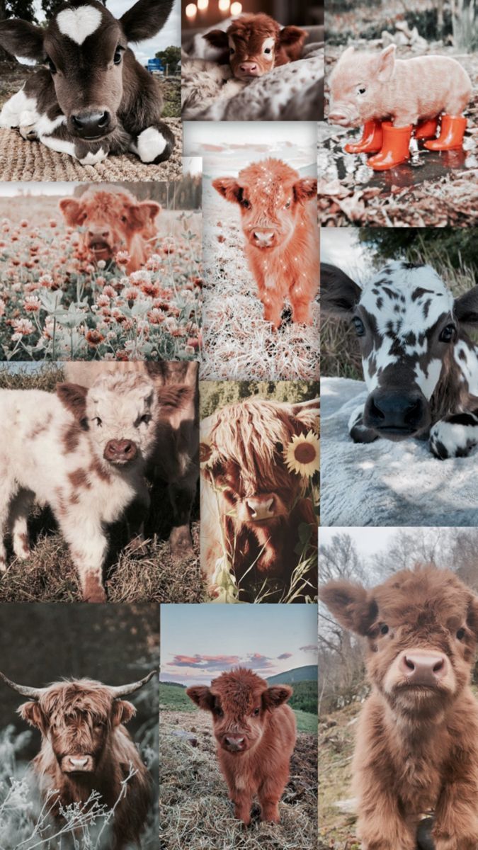 675x1200 Adorable Fluffy Cows. Cute Animal Photo