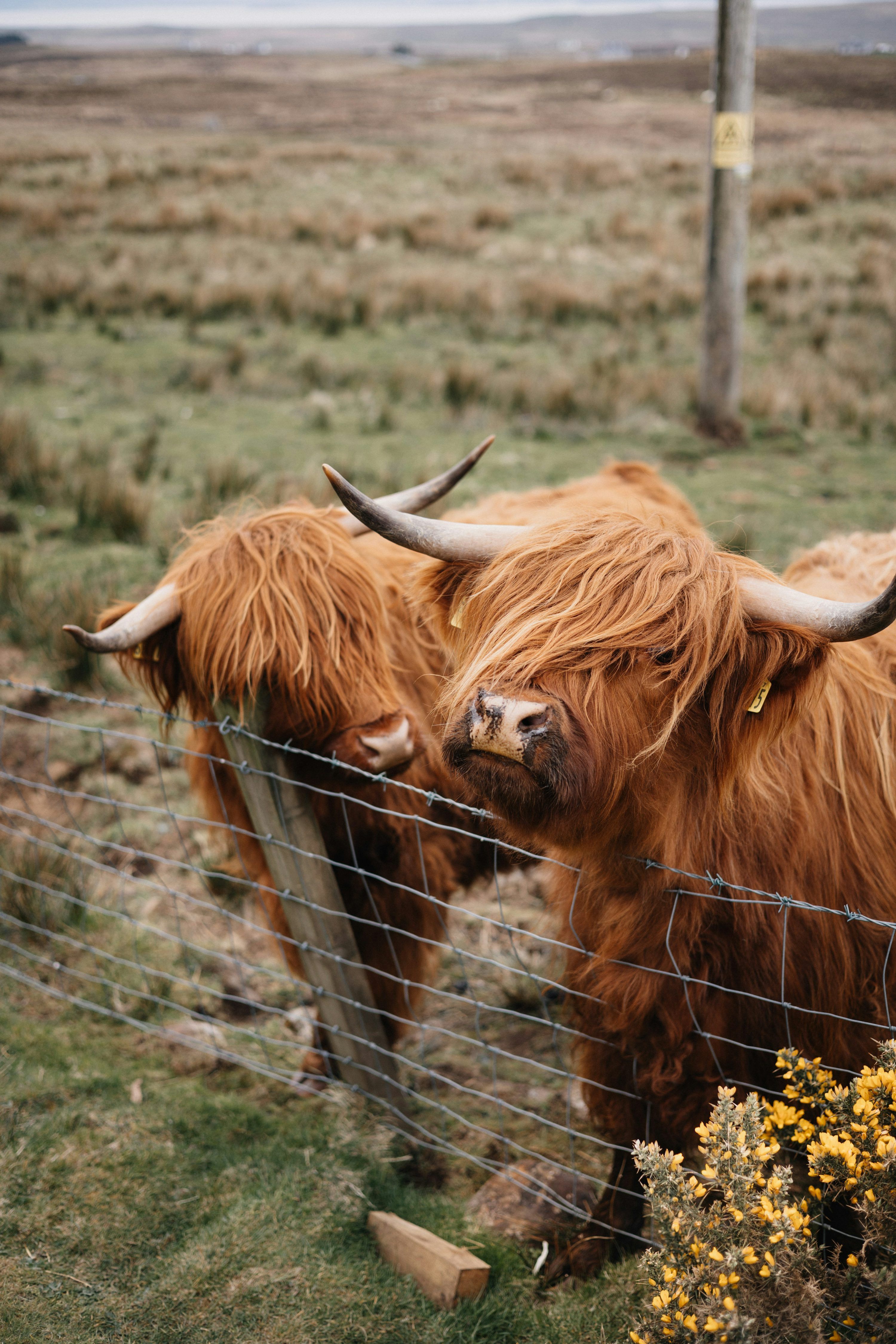 3000x4500 Highland Cow Picture. Download Free Image