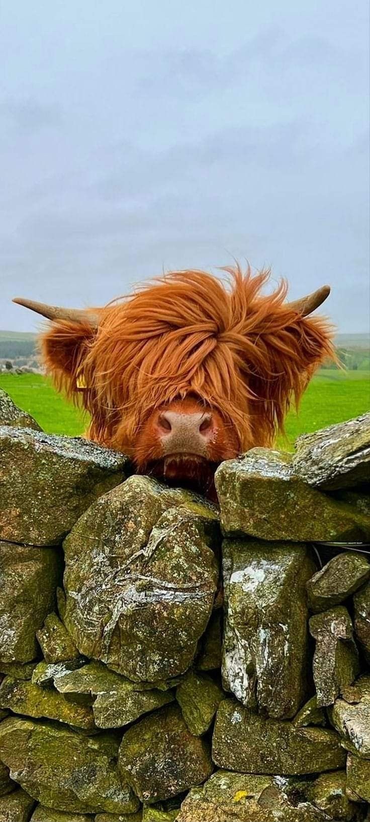 736x1634 Highland Cows. Cute baby cow, Cow photography, Highland cow picture