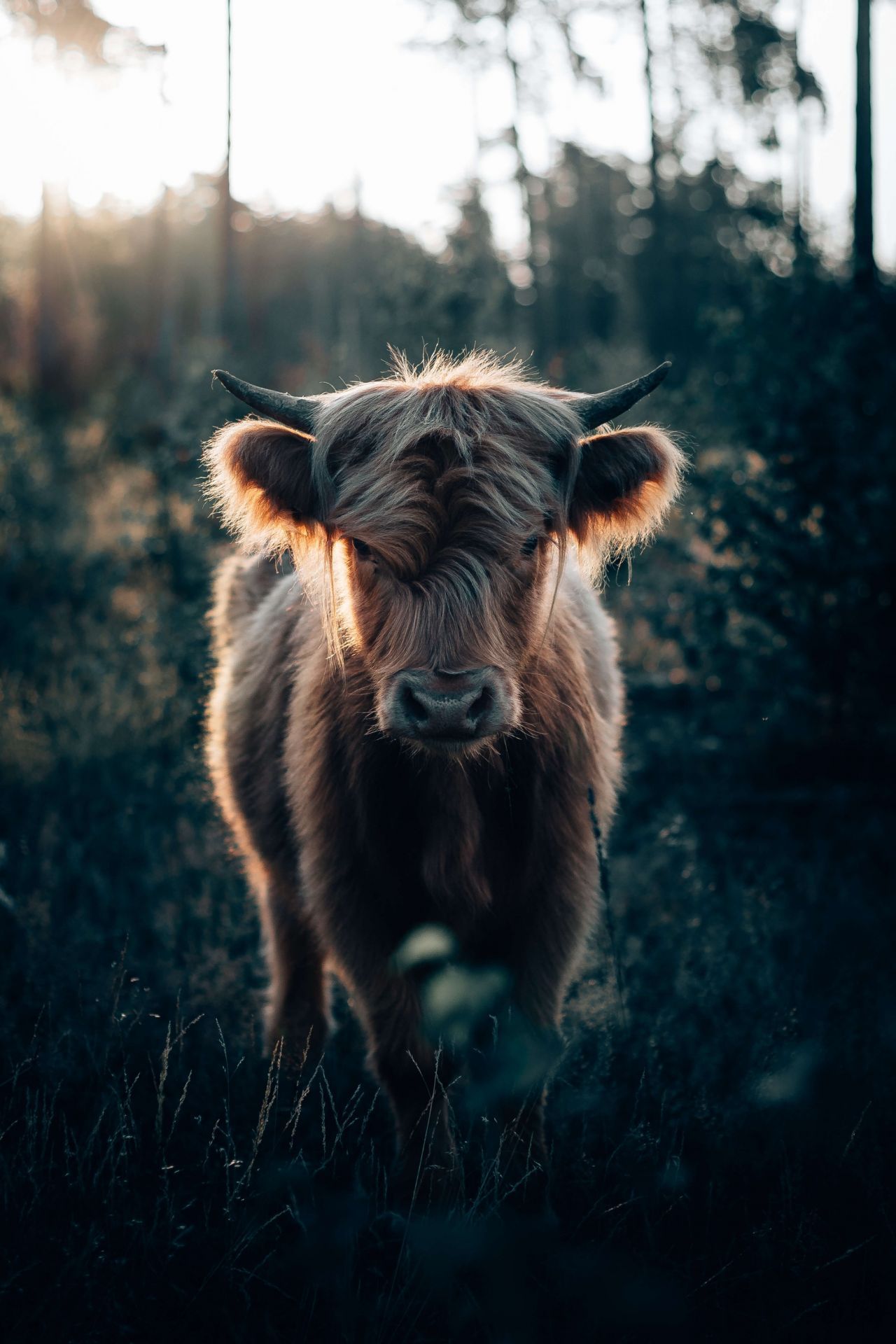 1280x1920 Young Scottish Highlander