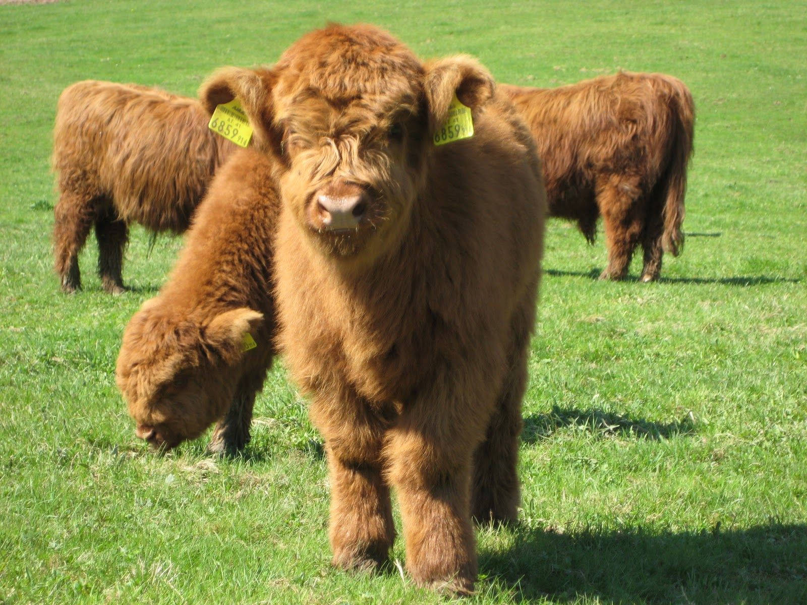 1600x1200 Download Highland Cow Baby Wallpaper
