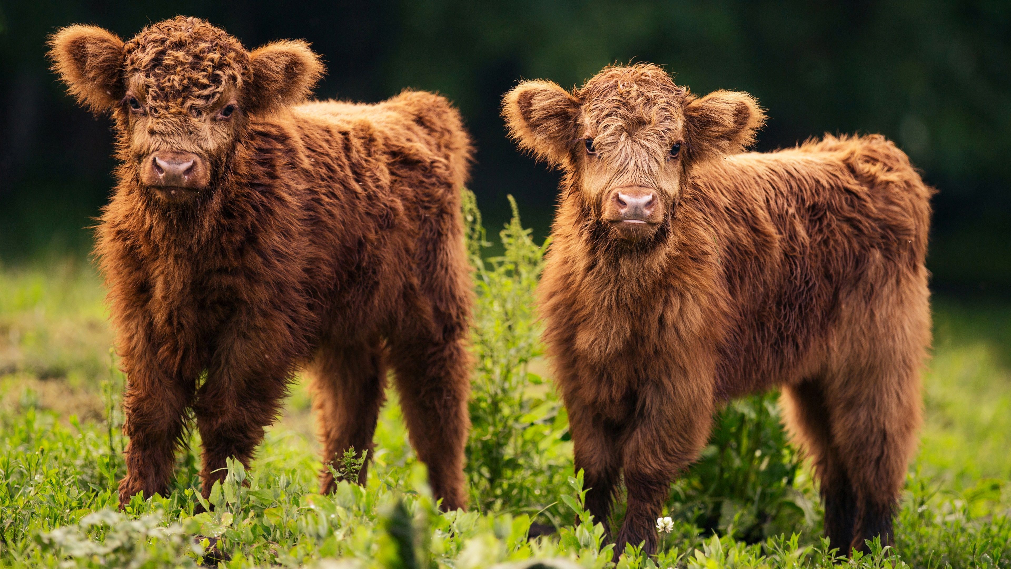 3840x2160 Highland cattle babies