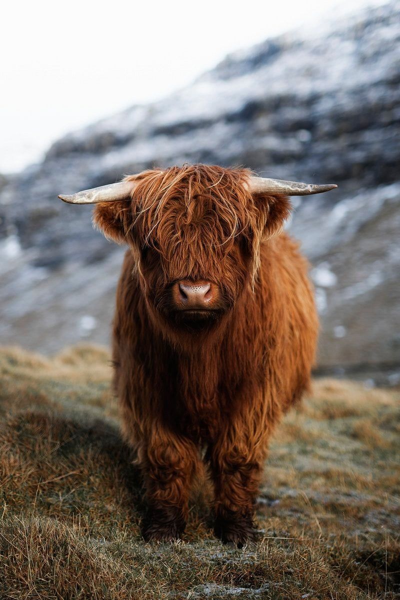 800x1200 Highland Cow iPhone Wallpaper
