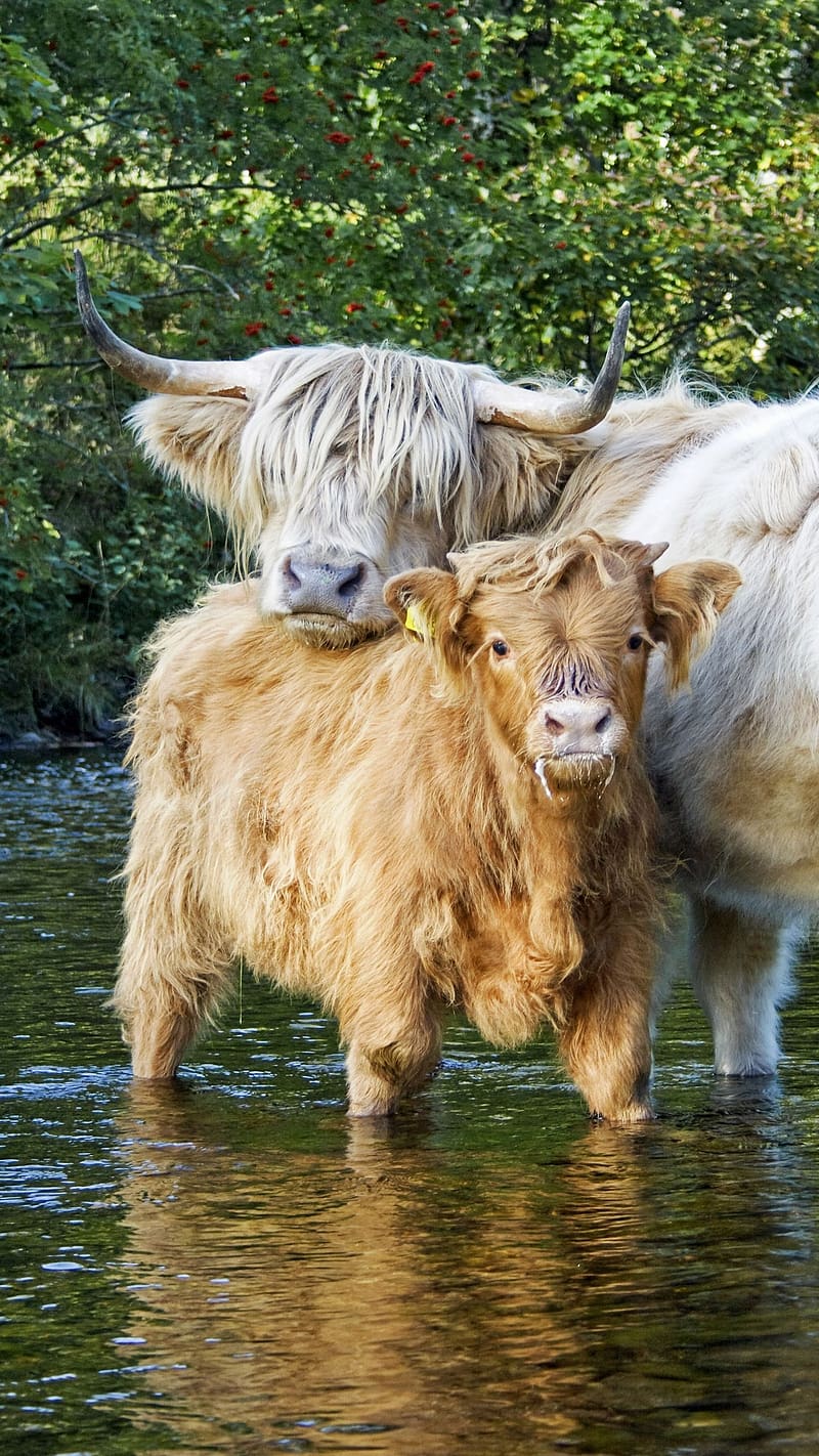 800x1422 Cute Baby Animals, Highland Cattle Calves In Water, animal, scottish breed of rustic cattle, HD phone wallpaper