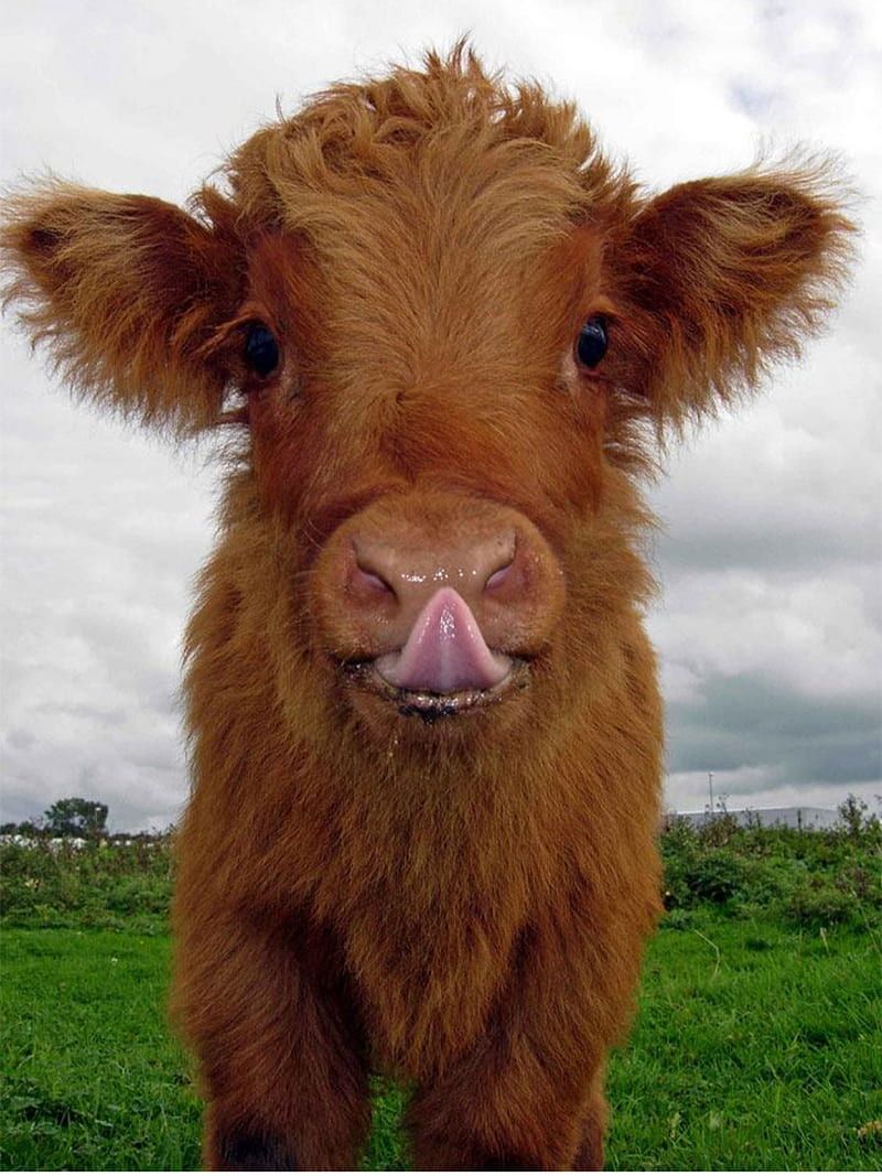 800x1067 Cow, animals, scottish highlands, HD phone wallpaper