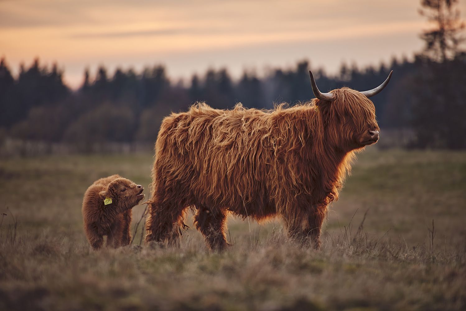 1498x1000 Scottish Highlanders in the meadow