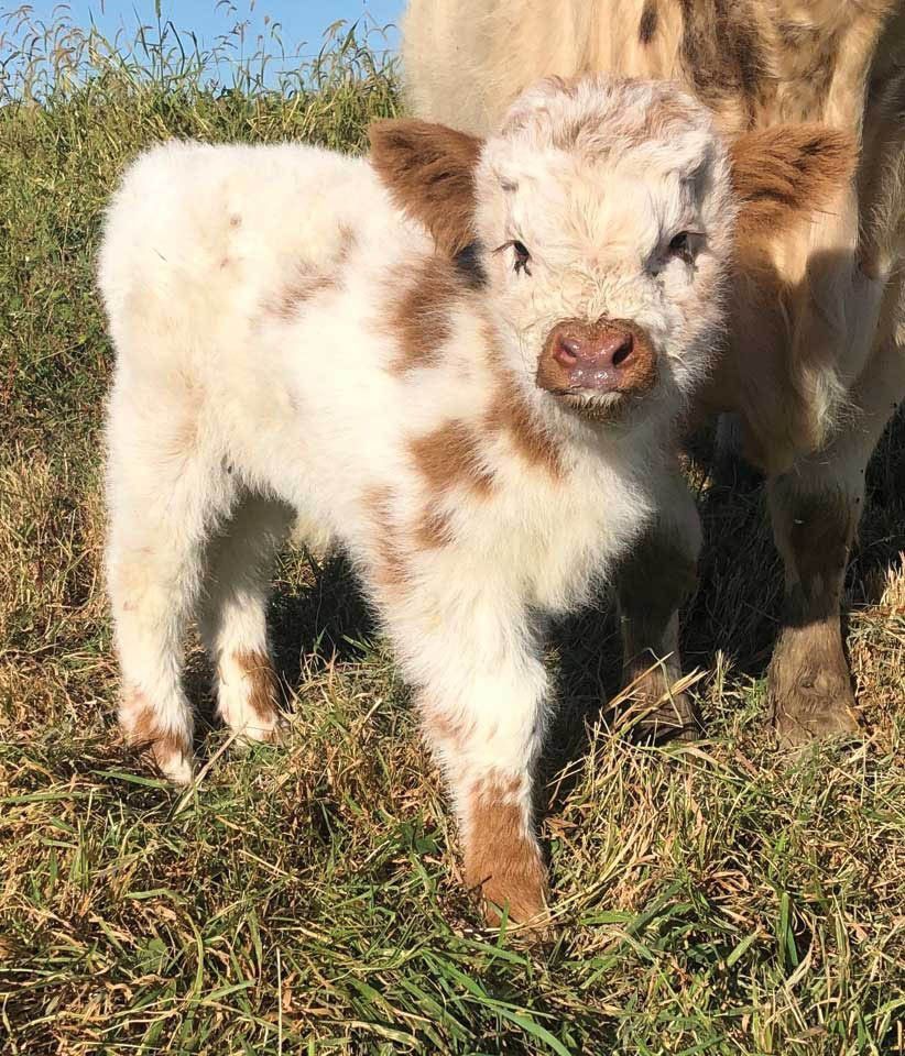 822x960 Fluffy Baby Cow Wallpaper