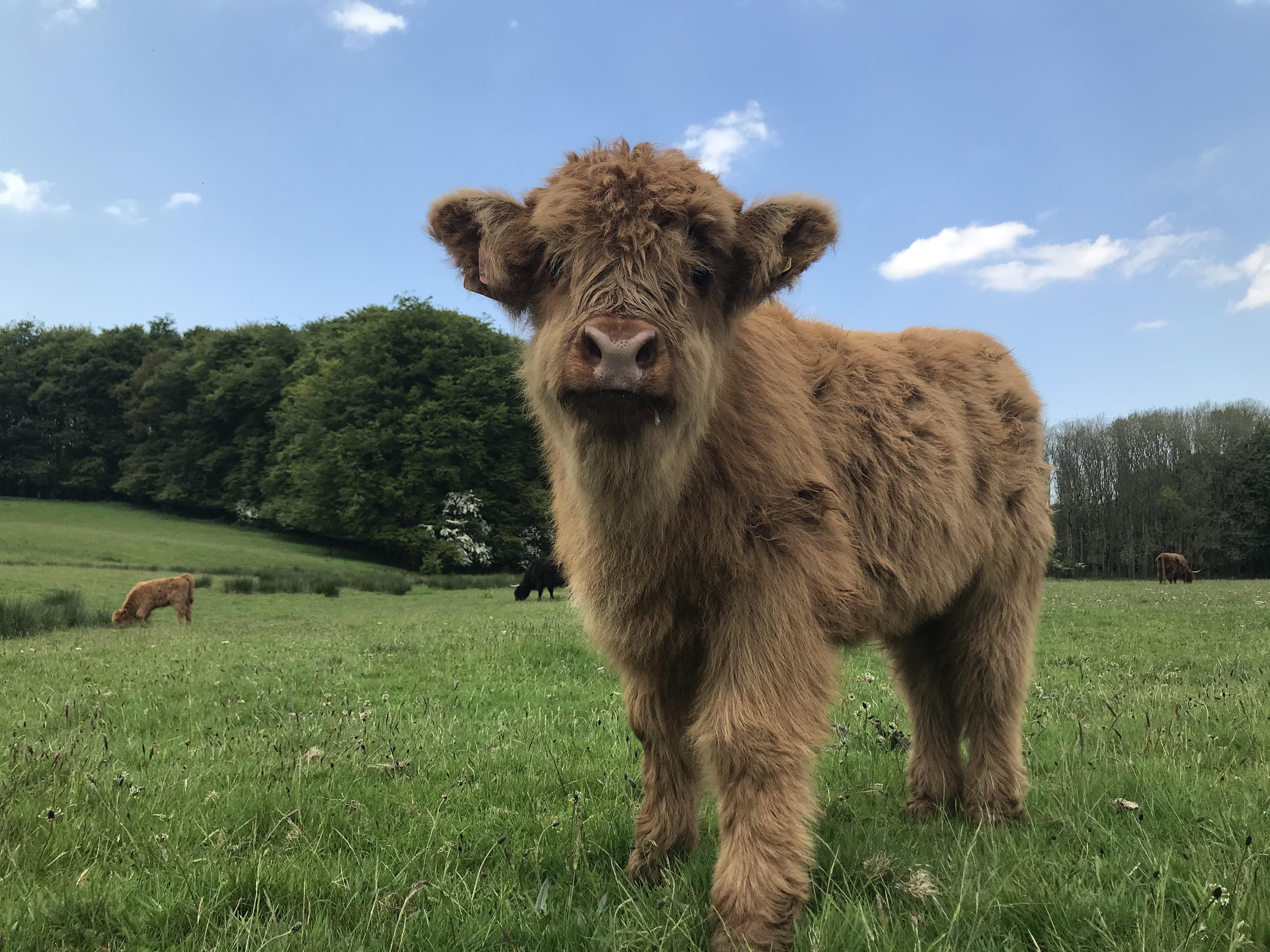 4032x3024 The cutest baby highland cow!