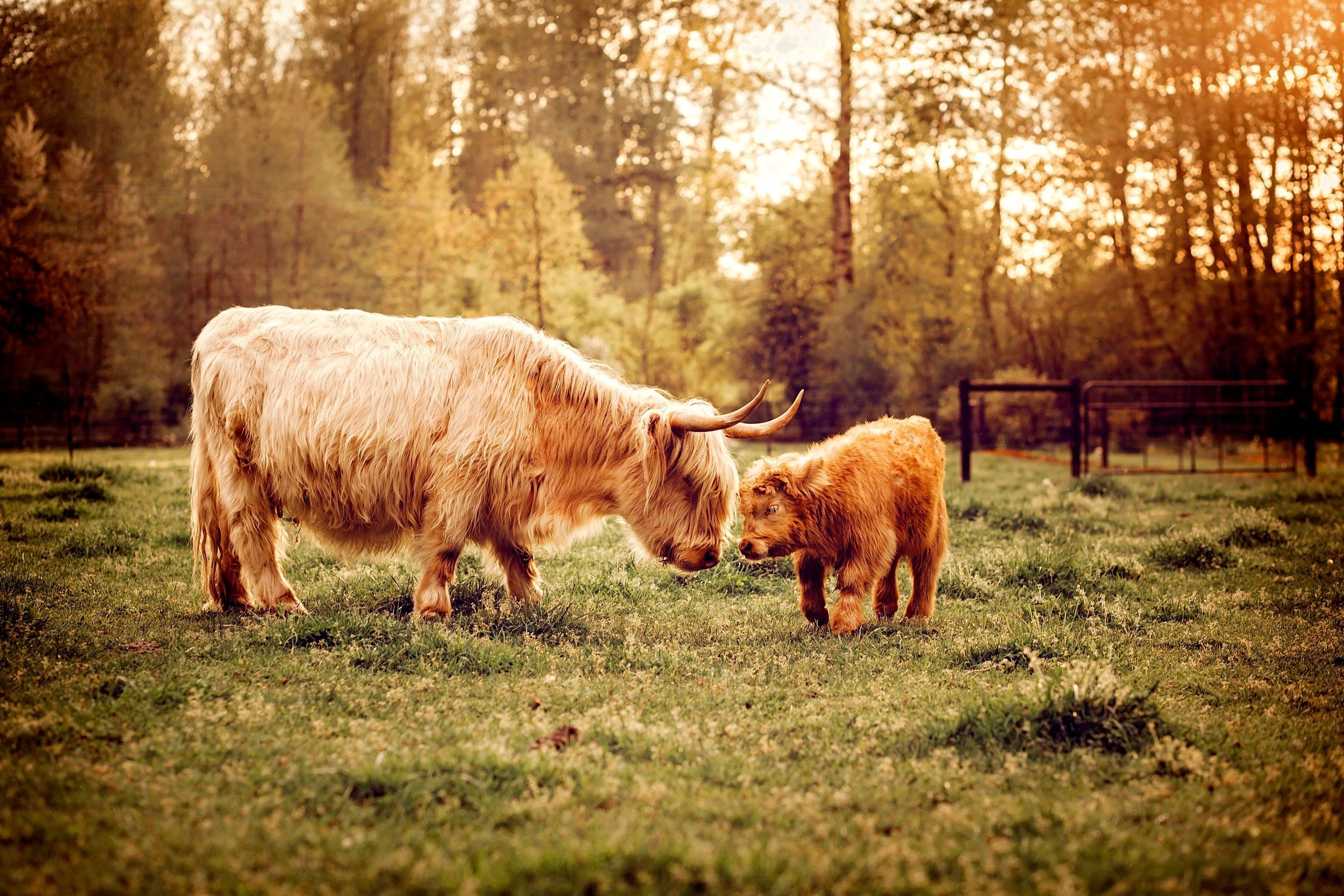 3000x2000 Mother and Baby Highland Cows