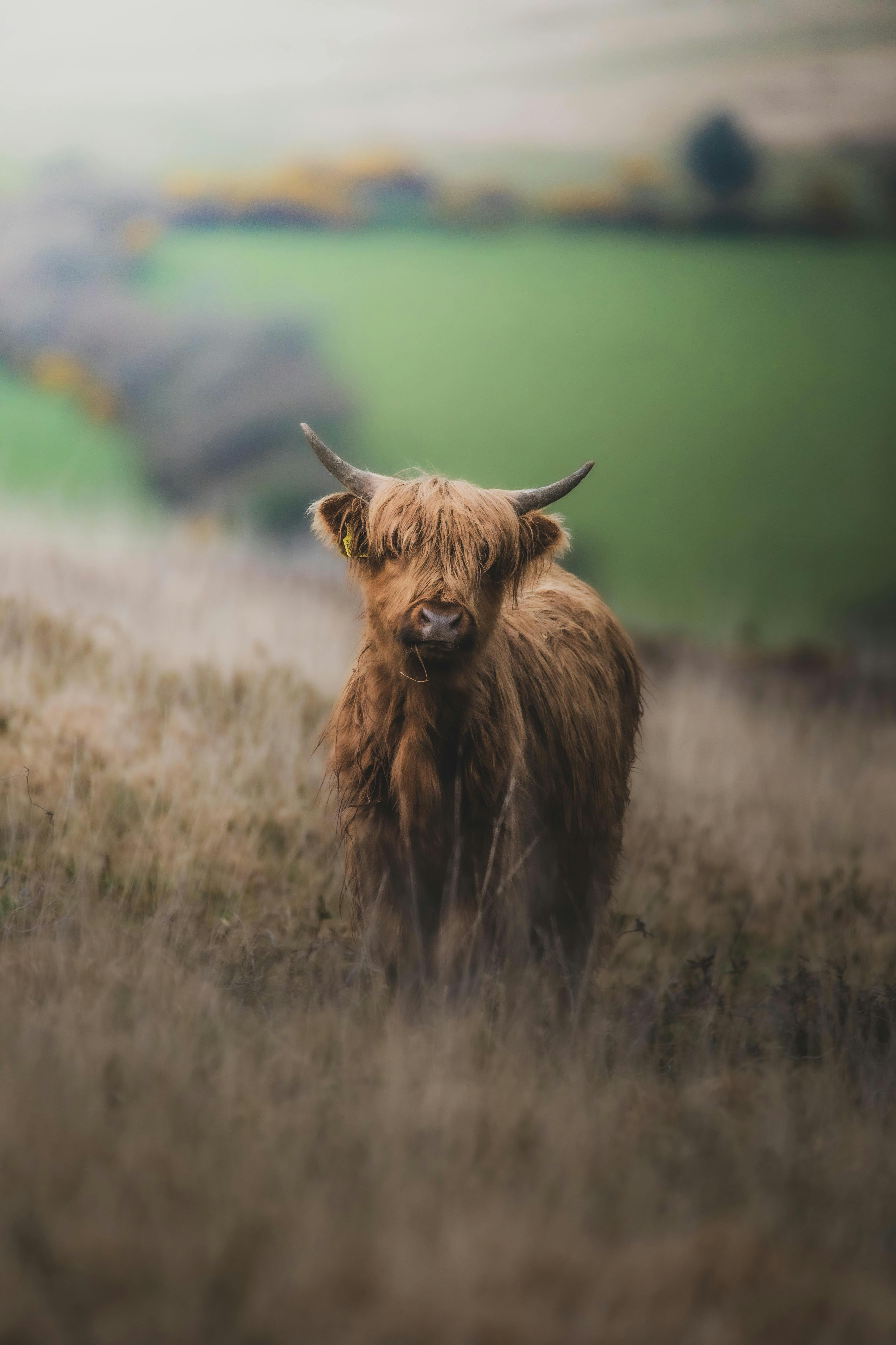 4480x6720 Scottish Highland Cow Photo, Download The BEST Free Scottish Highland Cow & HD Image