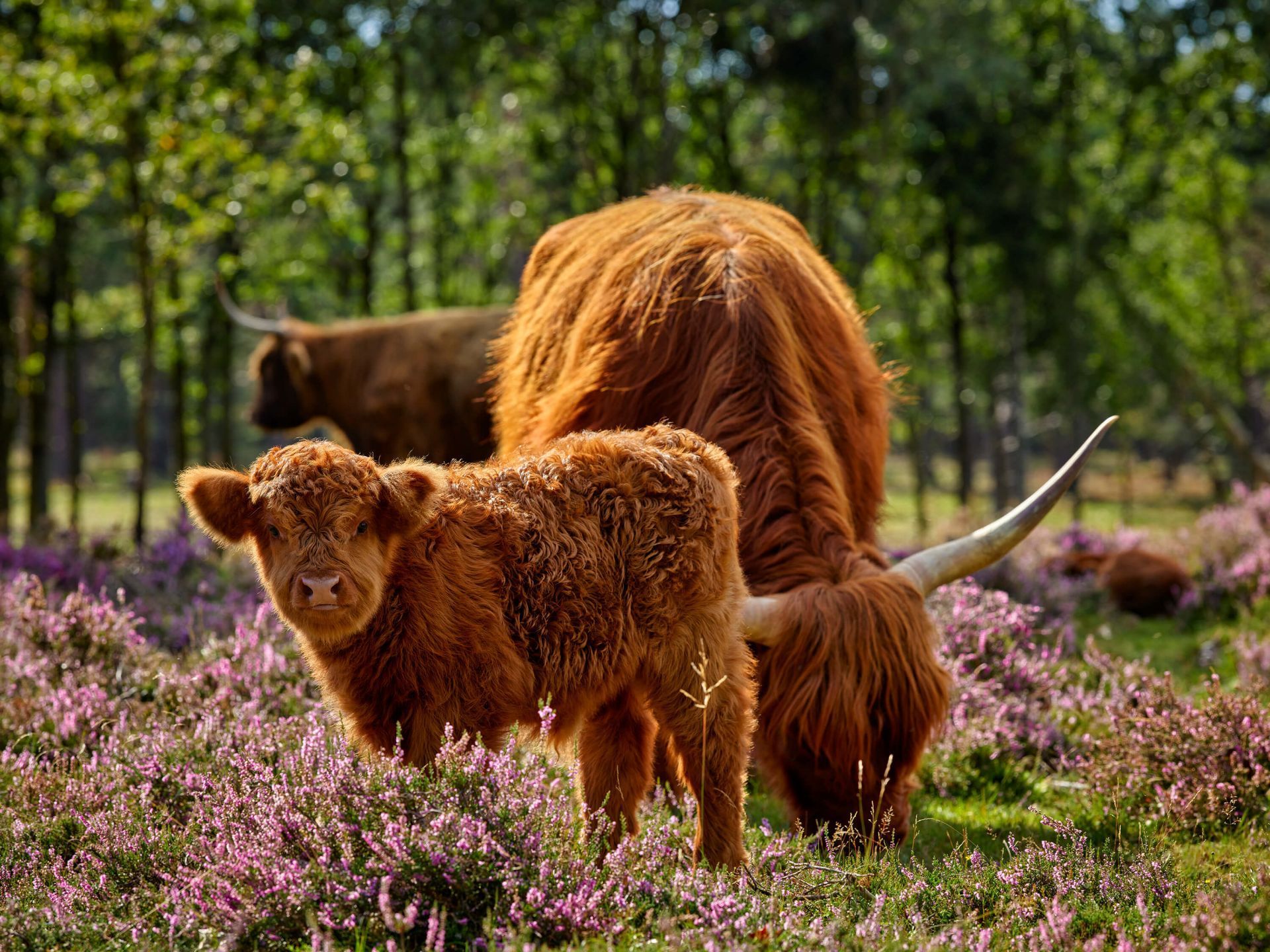 1920x1440 Family Scottish Highlanders