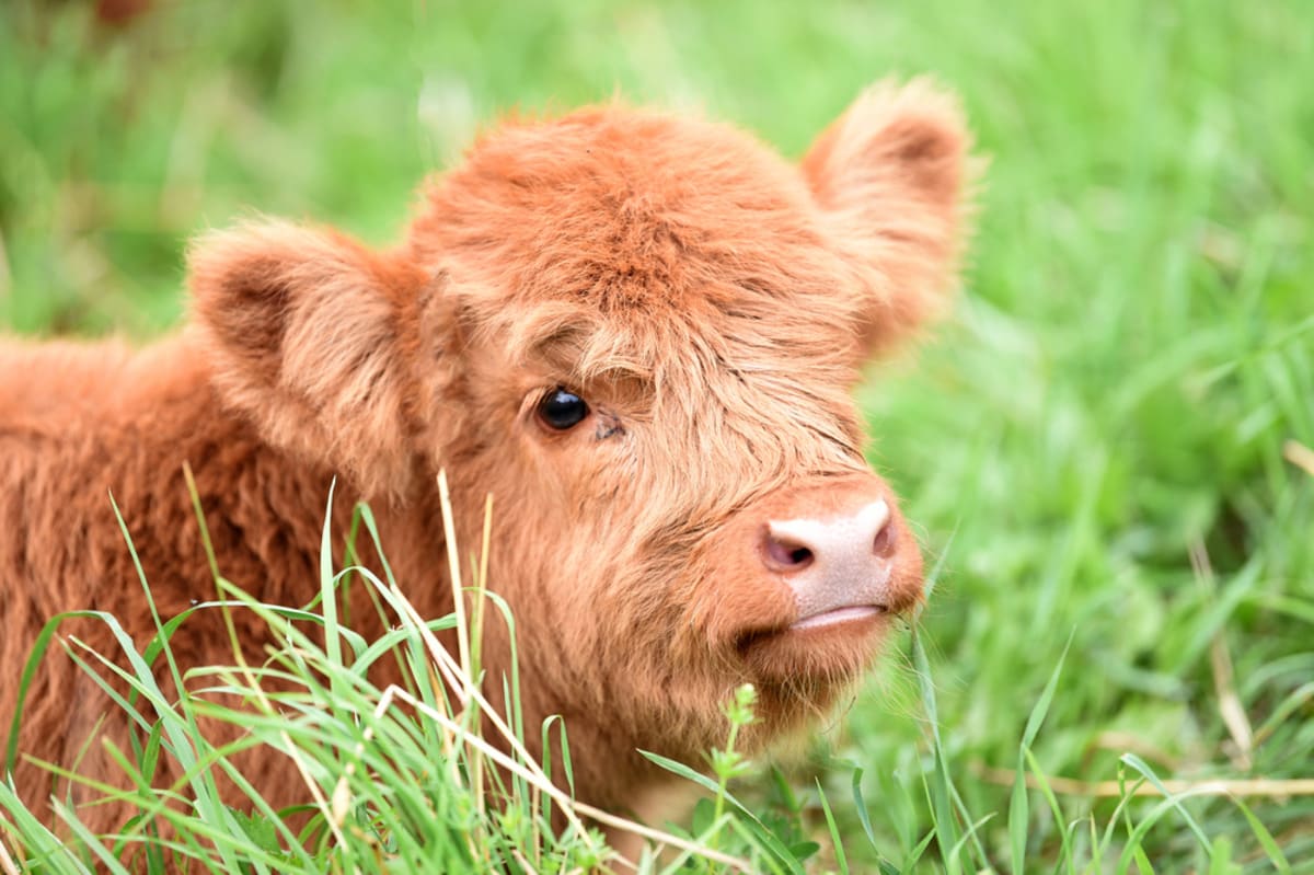 1200x799 Sleeping Baby Highland Cows Make Their Human Mom Think the Worst