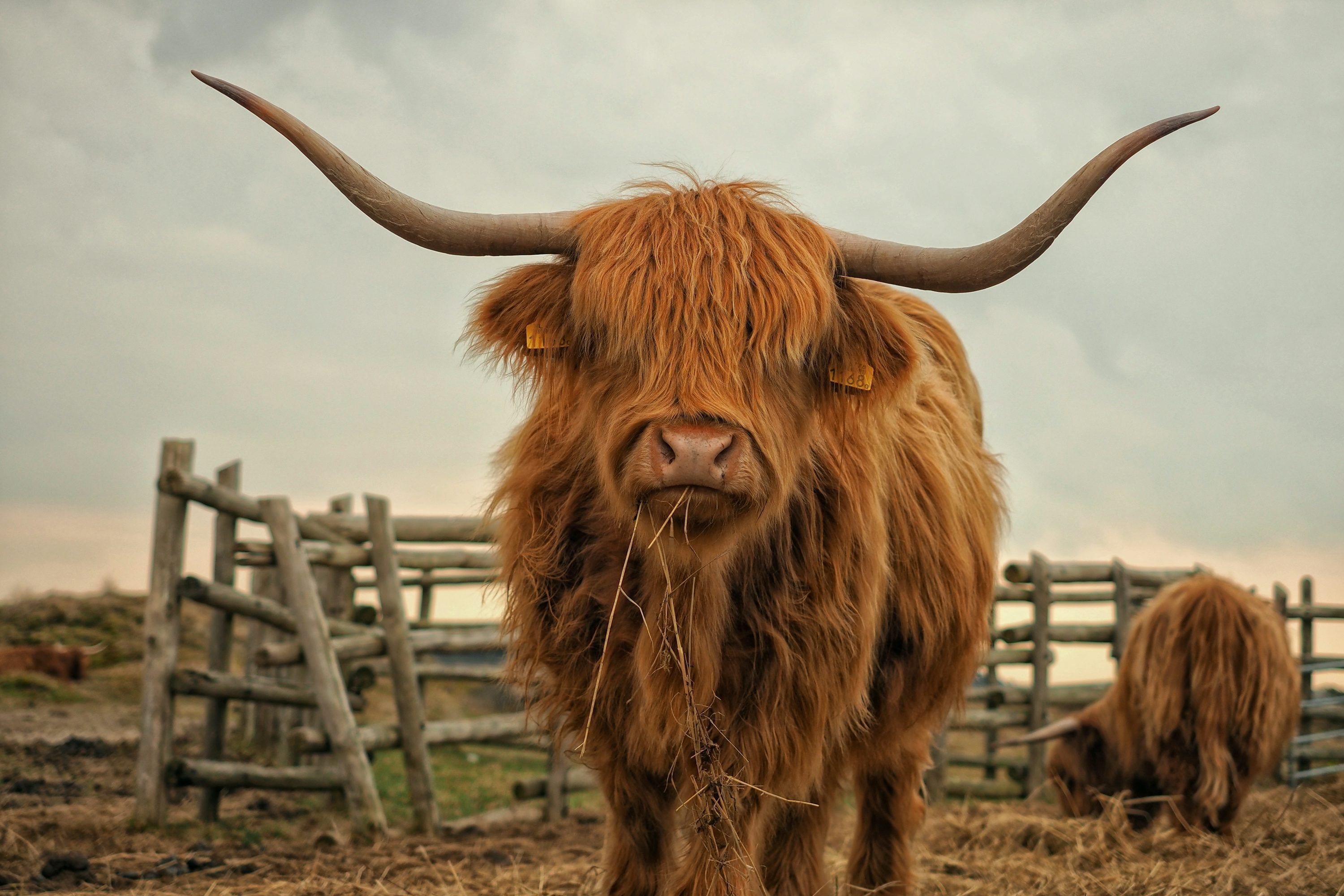 3000x2000 Highland Cow Picture. Download Free Image