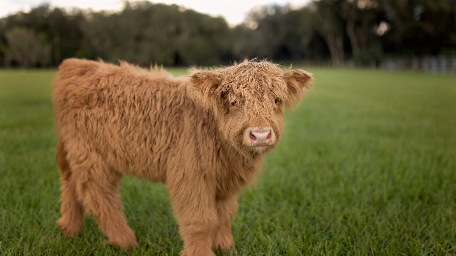 1600x900 Merry Christmas. I Got You a Tiny Cow