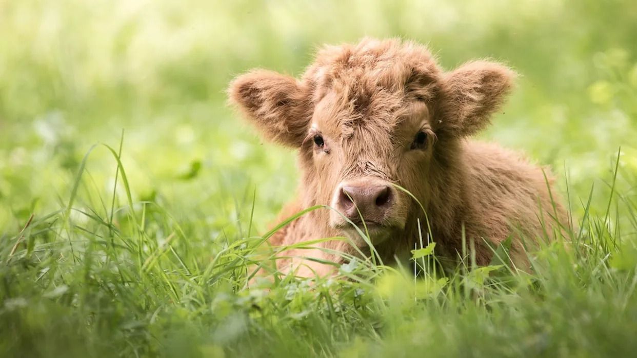 1242x699 Baby Highland Cow Arrives on Farm a Month Early and Everyone Is So in Love