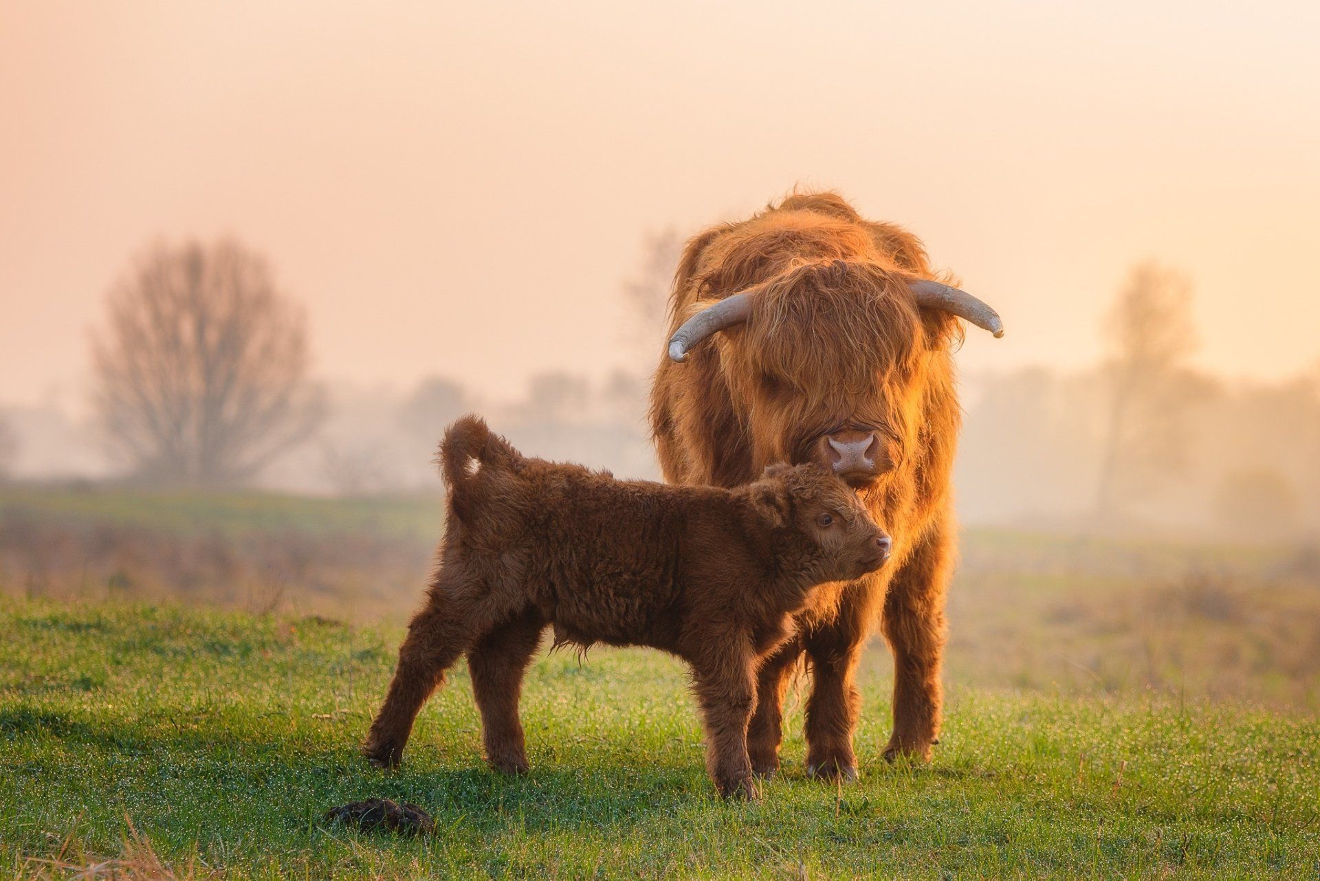 1920x1282 Download Baby Animal Animal Cow HD Wallpaper