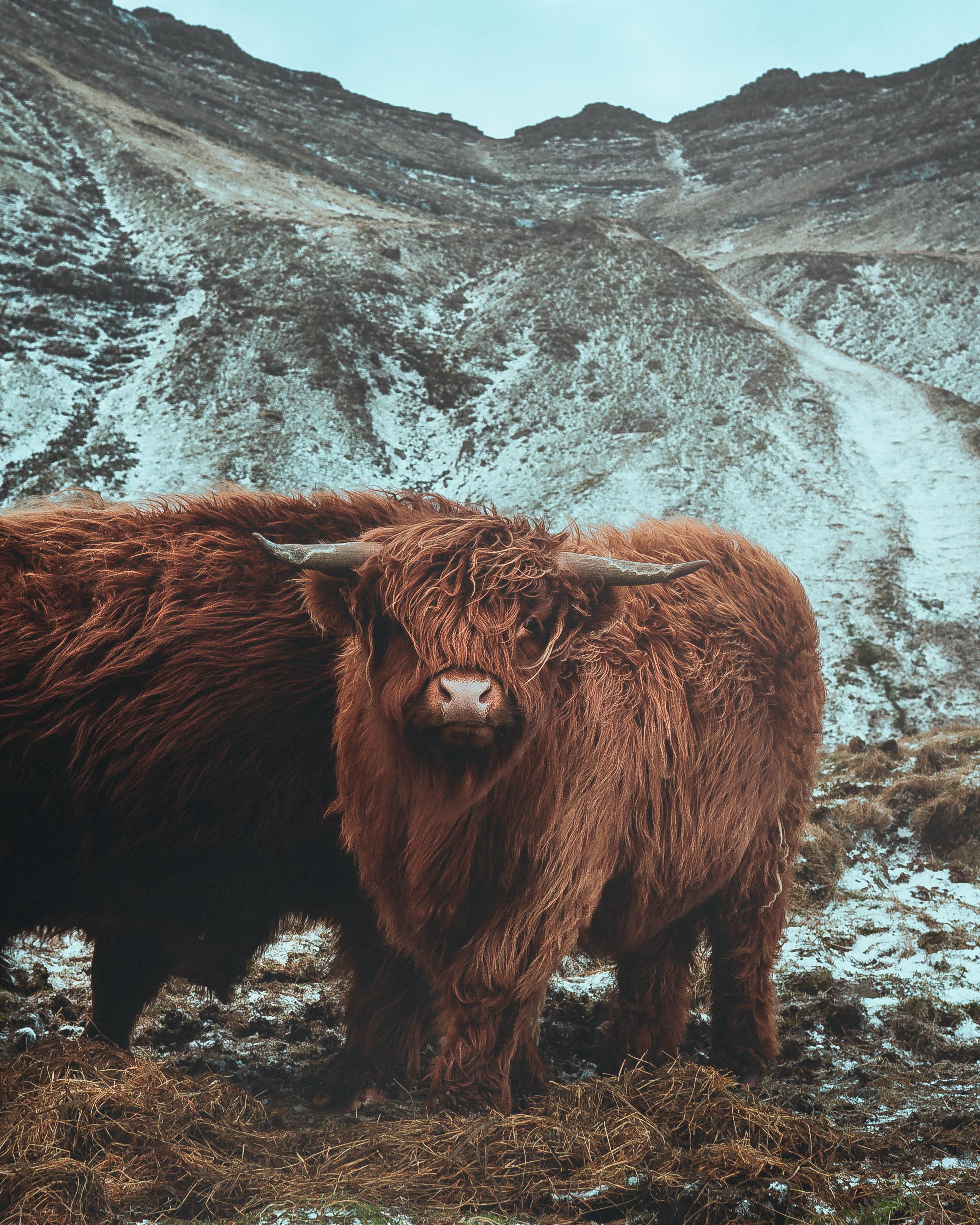 2582x3227 Cows grazing on pasture in mountainous terrain · Free