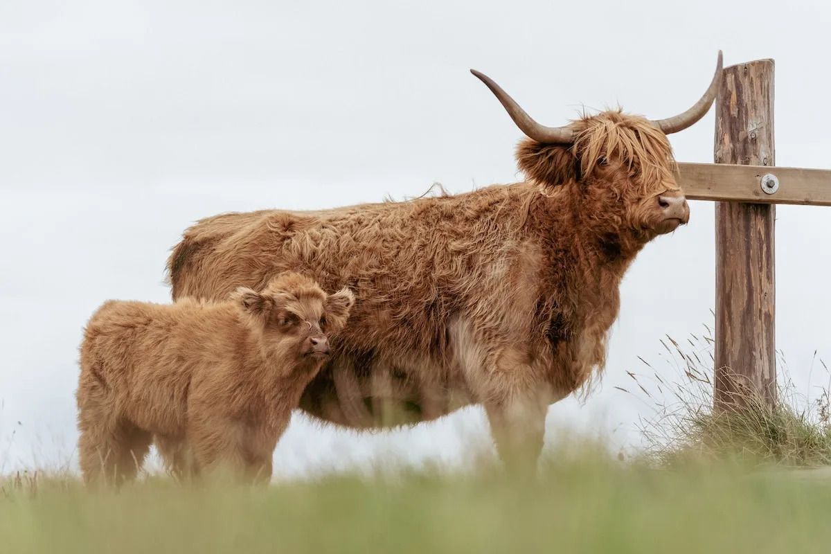 1200x800 Highland Cow Proudly Introducing Her New Calf Is Giving People the Feels