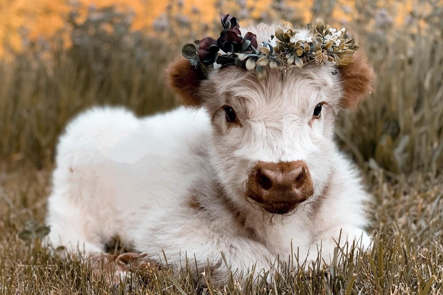 1440x960 POPPY MINIATURE CATTLE FARM