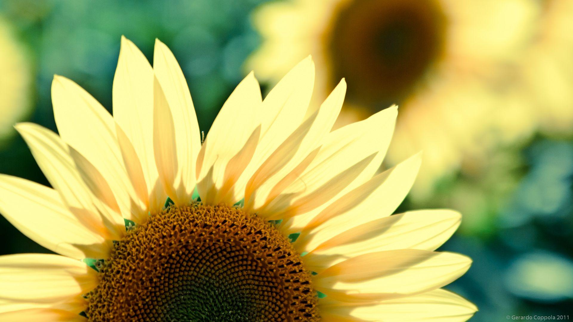 1920x1080 Free download Sunflower HD Wallpaper Theme Bin Customization HD