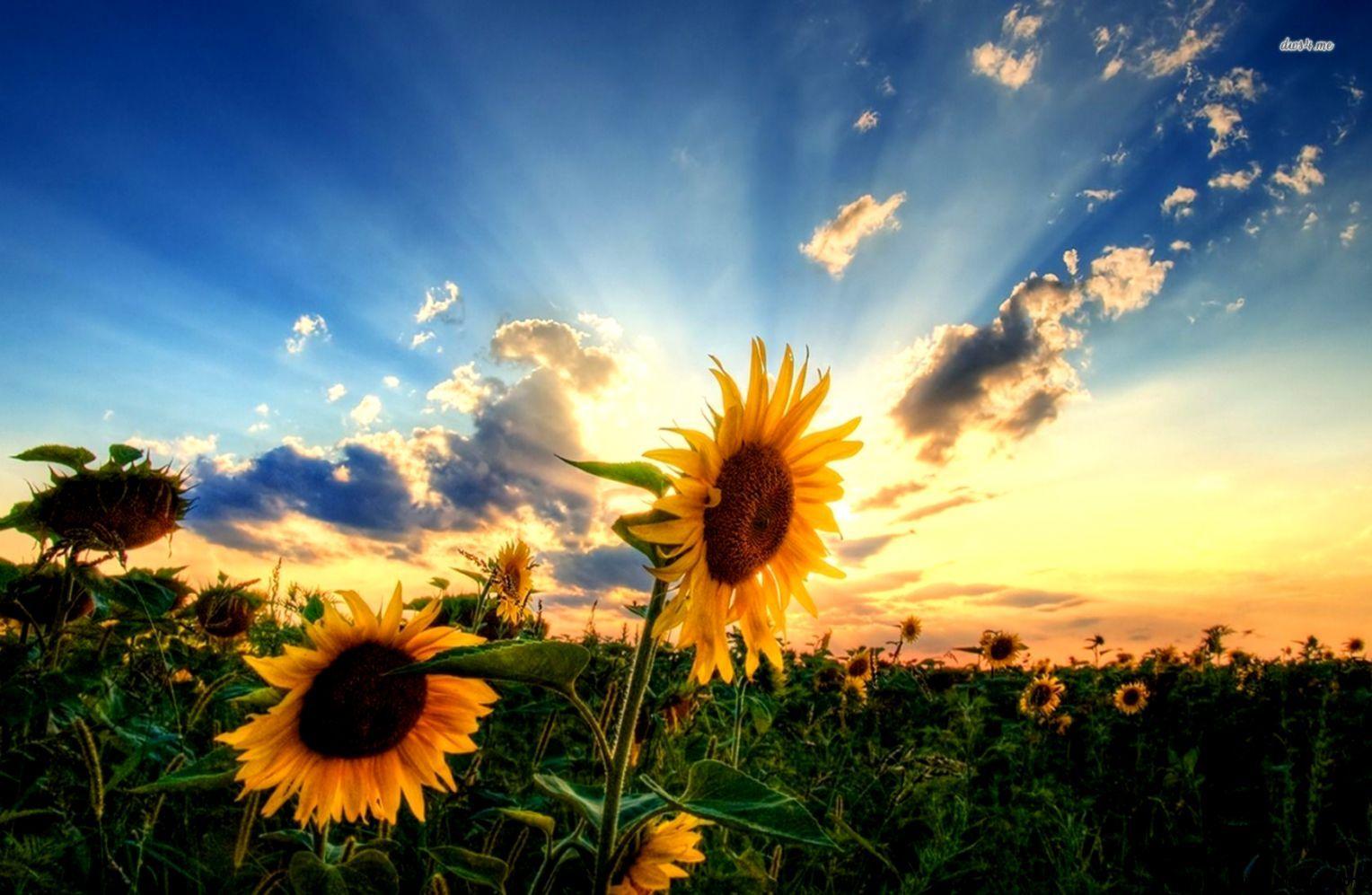 1528x997 Sunflower Wallpaper Desktop