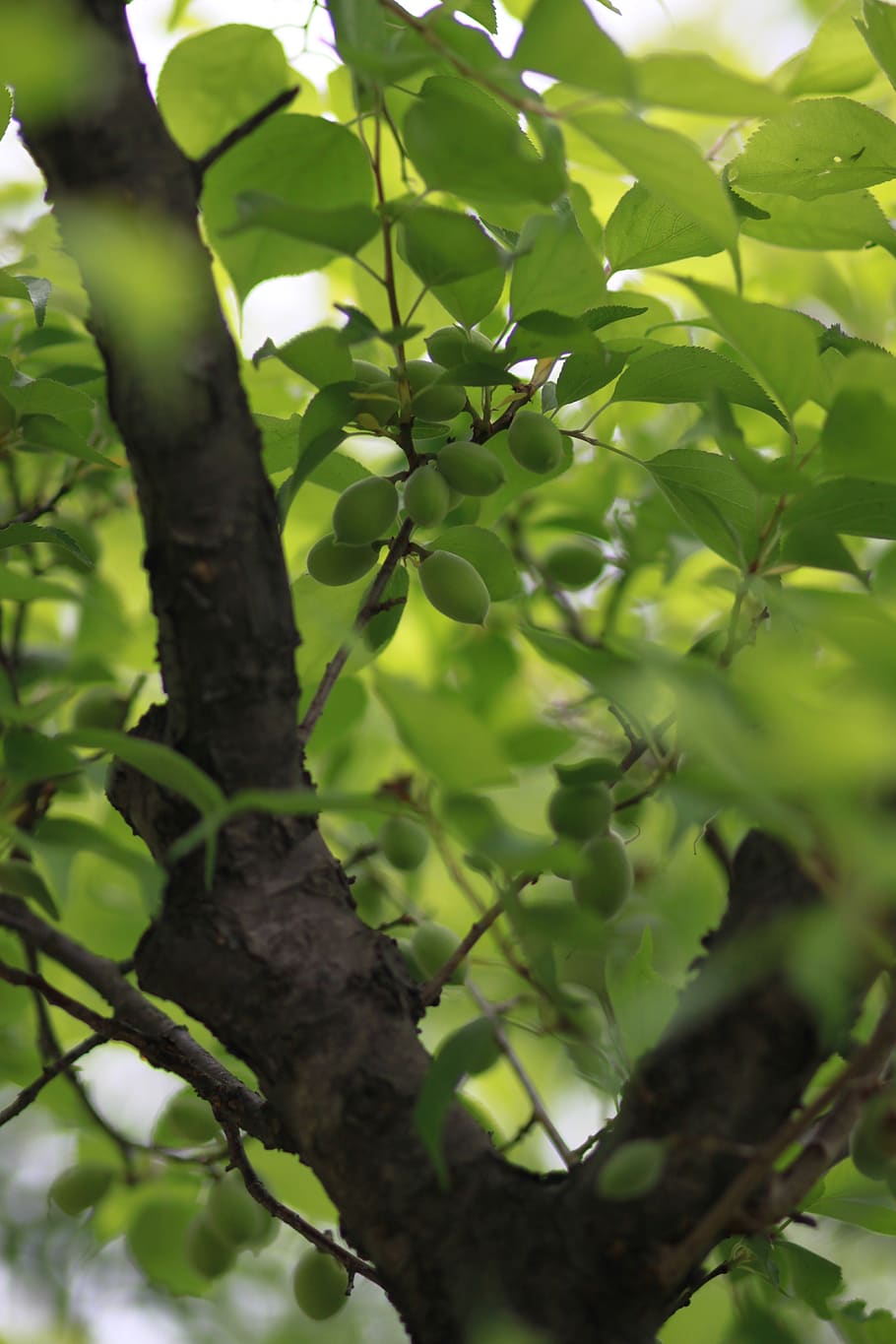 910x1365 HD wallpaper: nature, leaf, plum, fruit, plants, abstract, spring