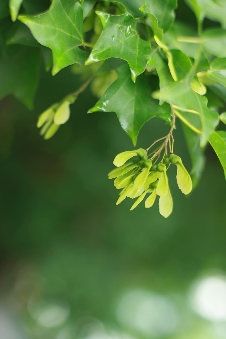 910x1365 HD wallpaper: leaf, abstract, nature, plants, the leaves, wipes