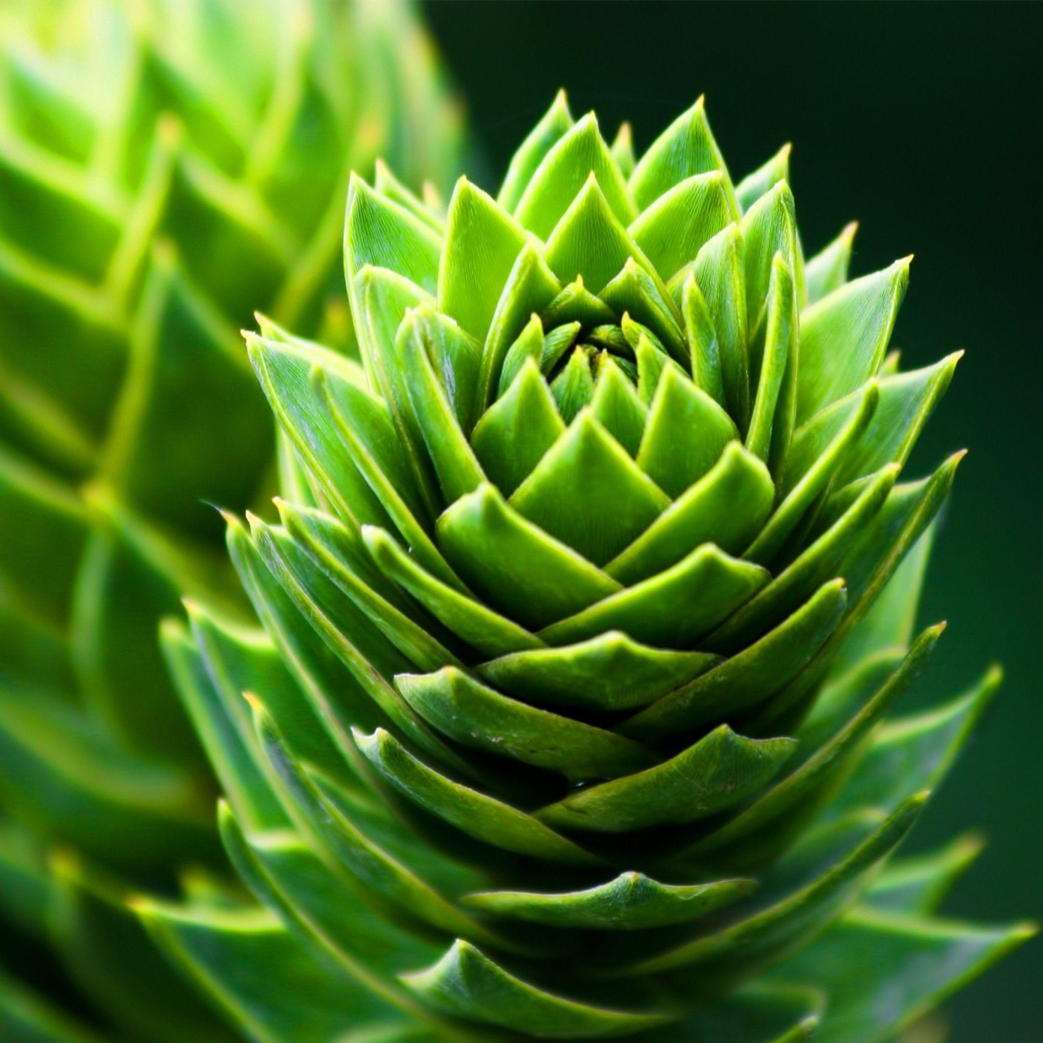 2048x2048 Something Green to see more of the freshest green nature