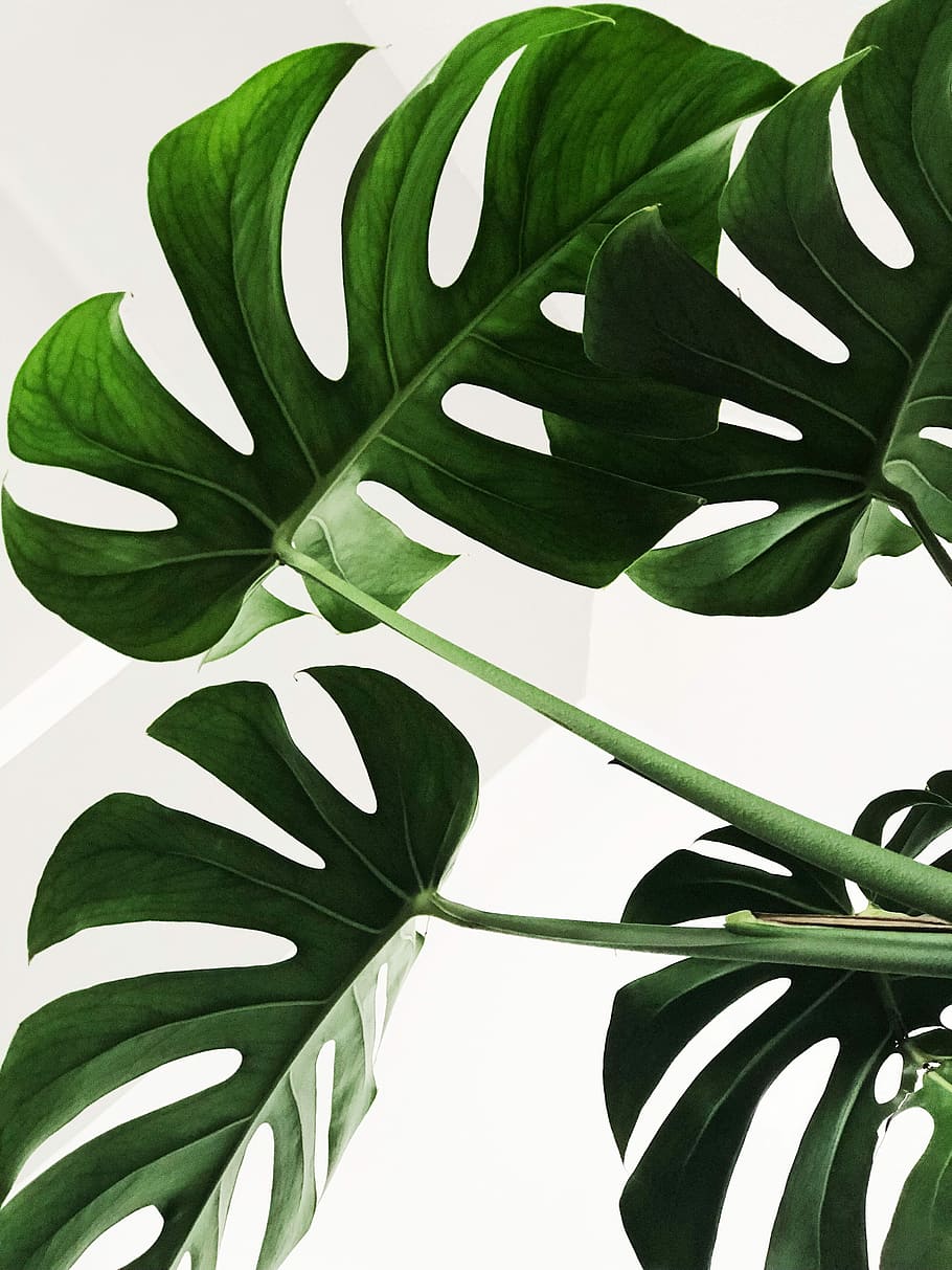 910x1213 Monstera 1080P, 2K, 4K, 5K HD wallpaper free download