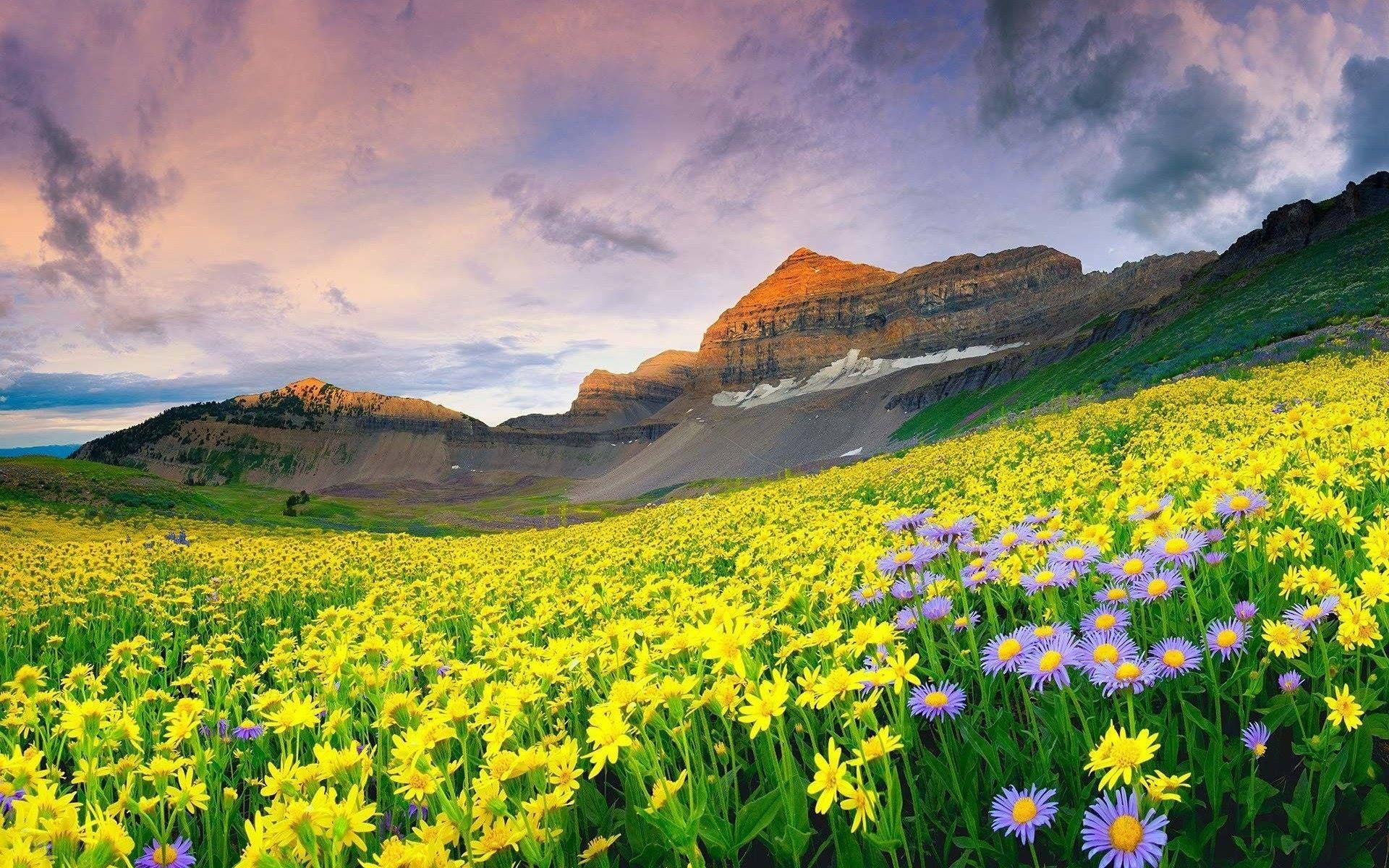 1920x1200 Valley of Flowers, Uttarakhand - 'beauty can be a cruel mistress
