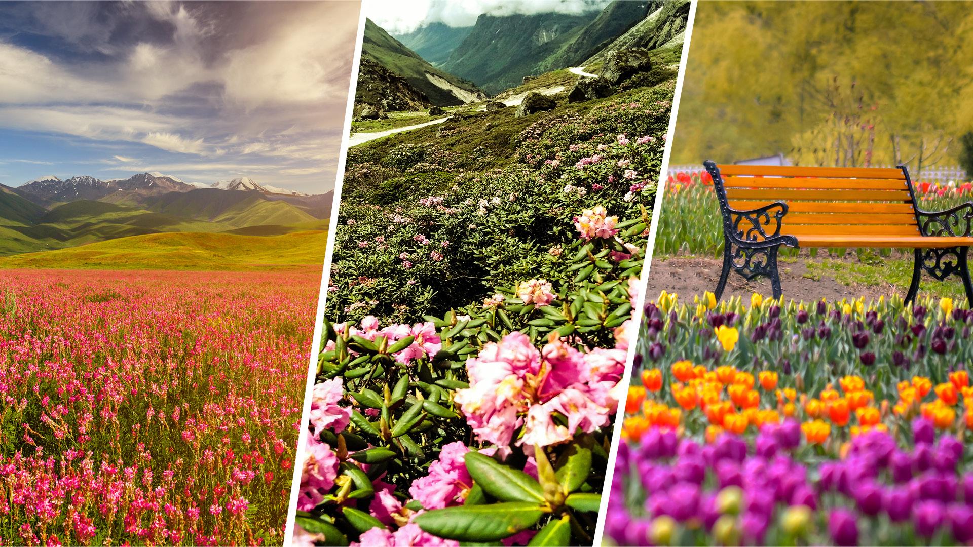 1920x1080 Flower Valleys In India Straight Out Of Wallpaper