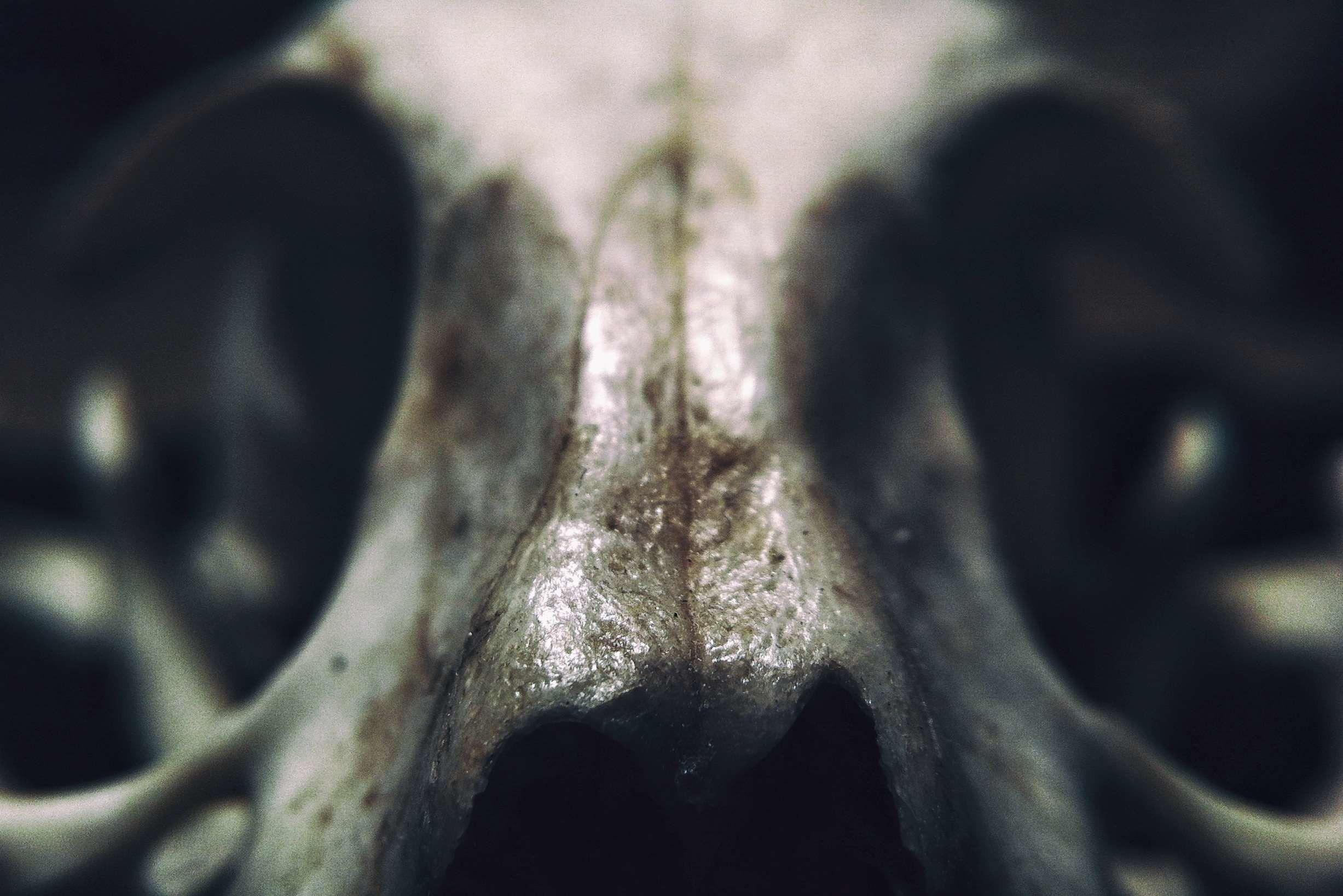 2454x1638 Scary Skull Wallpaper