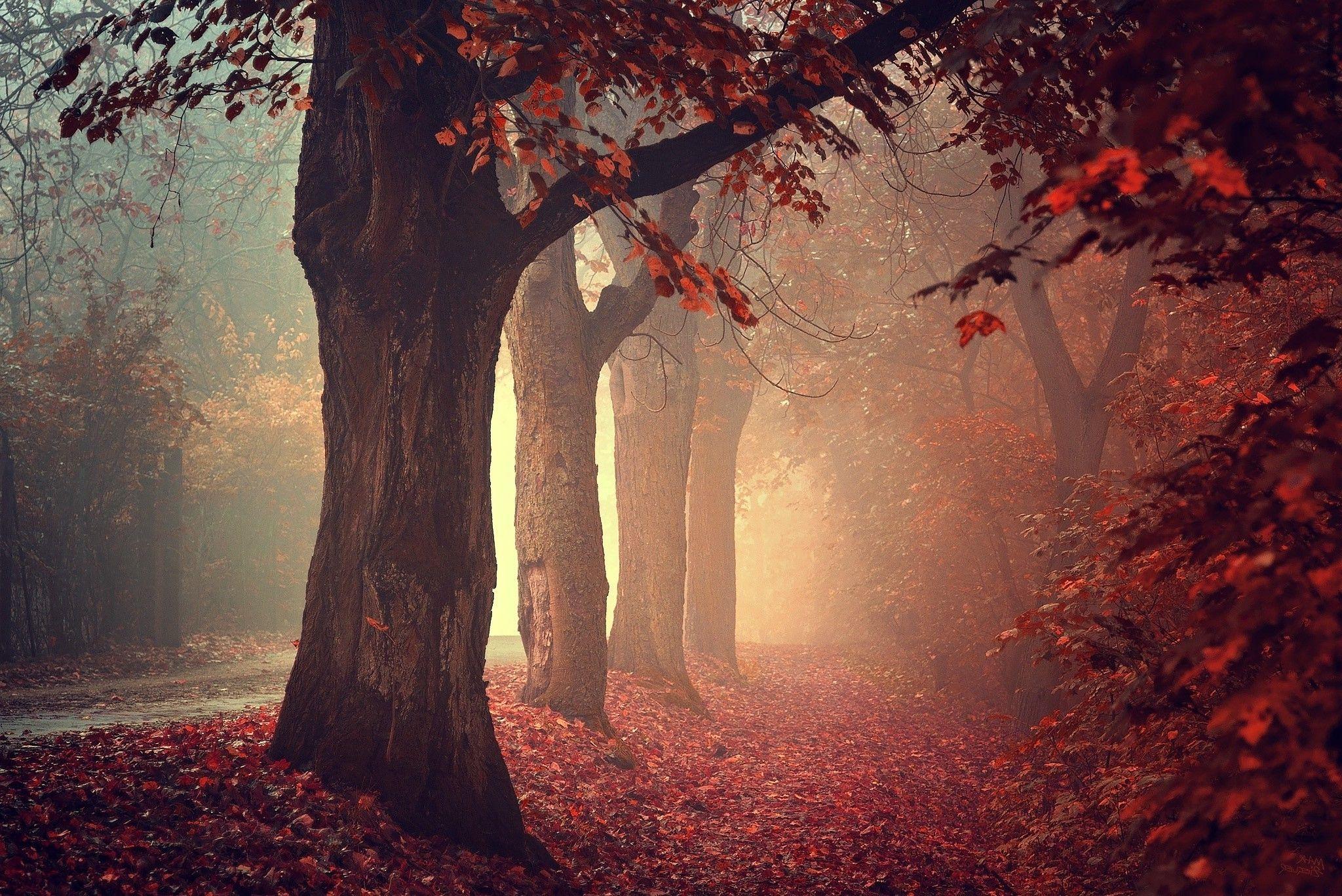 2048x1367 nature, Trees, Fall, Leaves, Red, Path, Mist, Forest, Red Leaves
