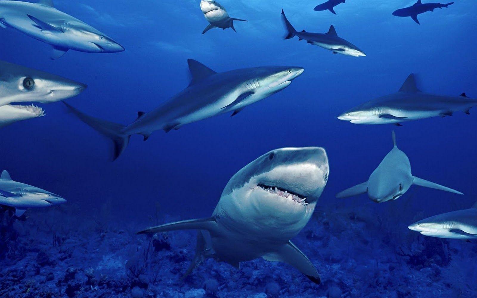 Hình nền xu hướng tuyệt vời 1600x1000: Hình nền cá mập HD Hình ảnh cá mập - HD