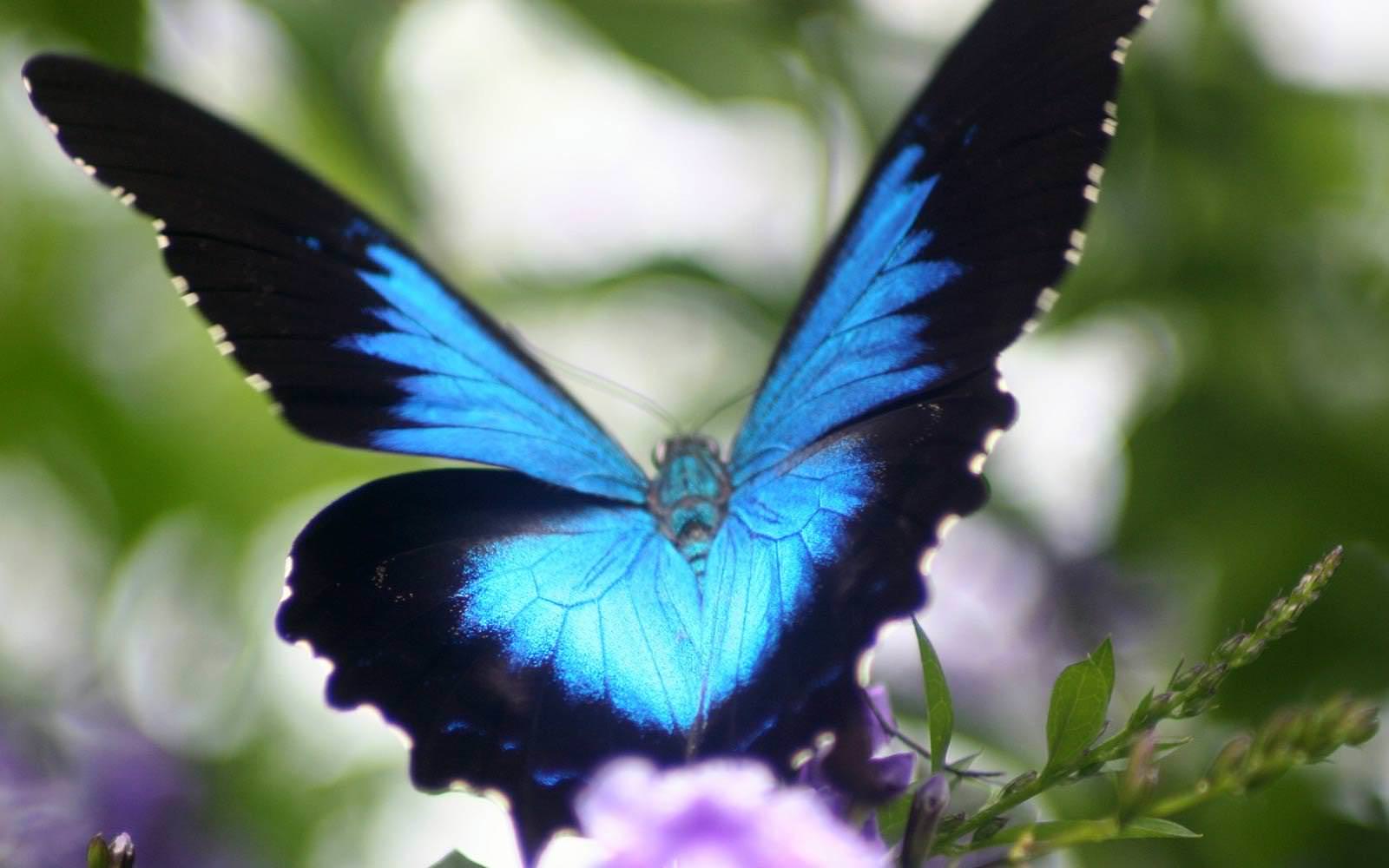 1600x1000 Download Butterfly Computer Wallpaper Gallery.Butterfly Design
