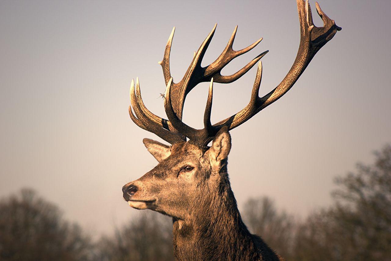1280x853 Wallpaper Deer Horns Jamie Frith Head Animals