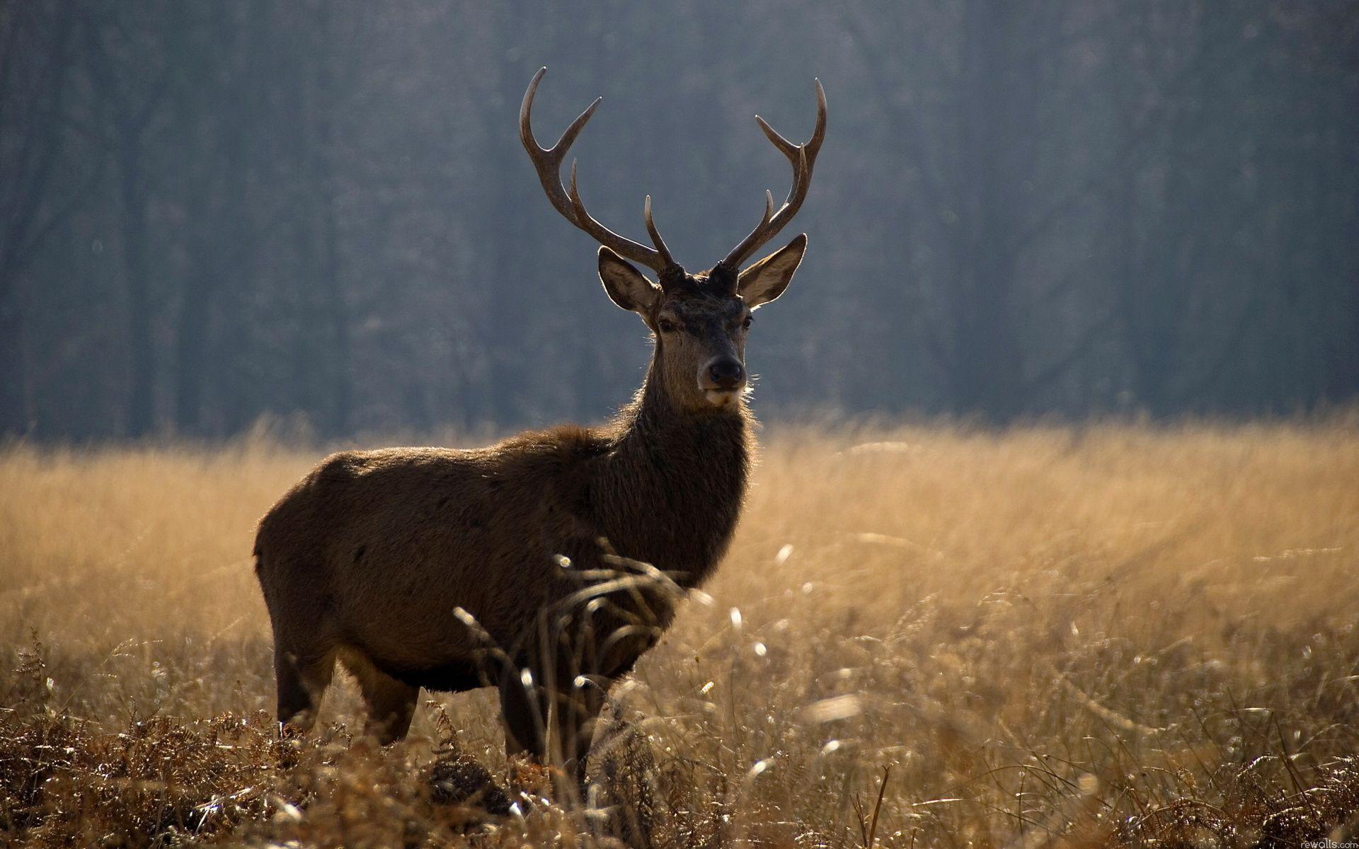 1920x1200 Deer Background. Reindeer Wallpaper