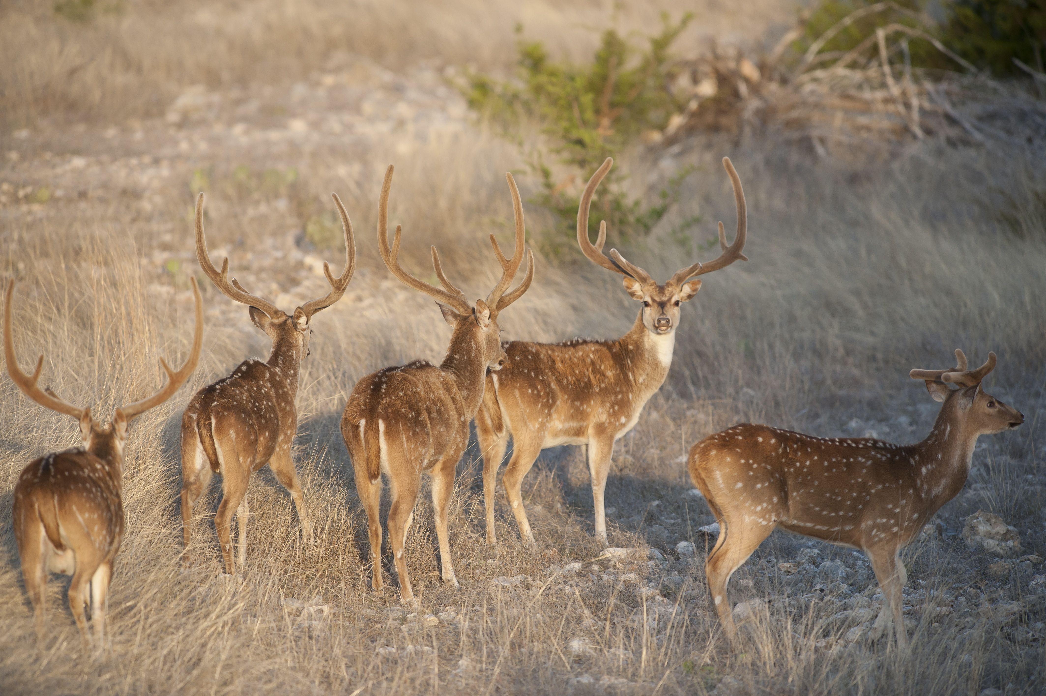 4256x2832 Axis Deer Wallpaper. Reindeer Wallpaper