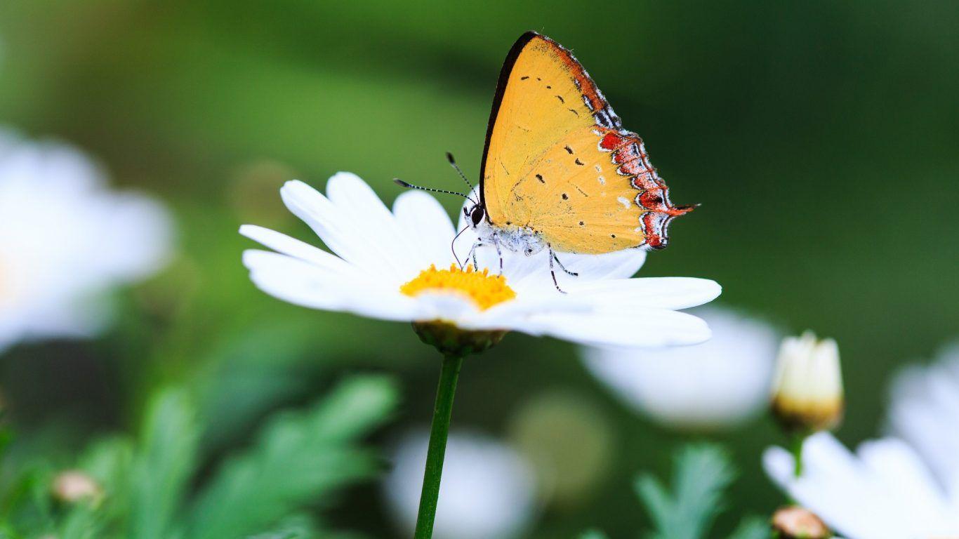 1366x768 Insects: Fringe Butterflies Insects Wallpaper Picture for HD 16:9