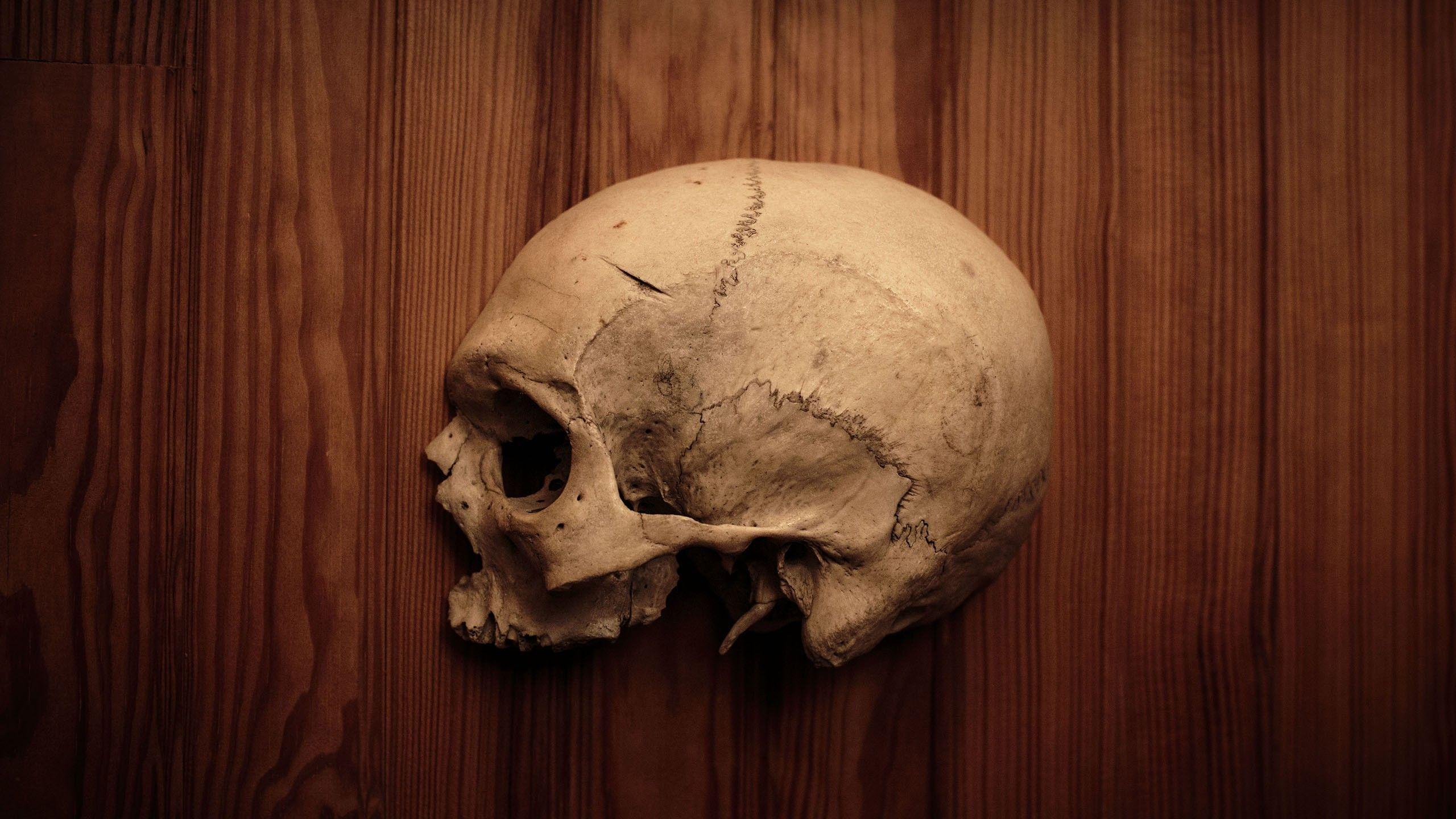 2560x1440 skulls, wood, human, bones, human body, half wallpaper