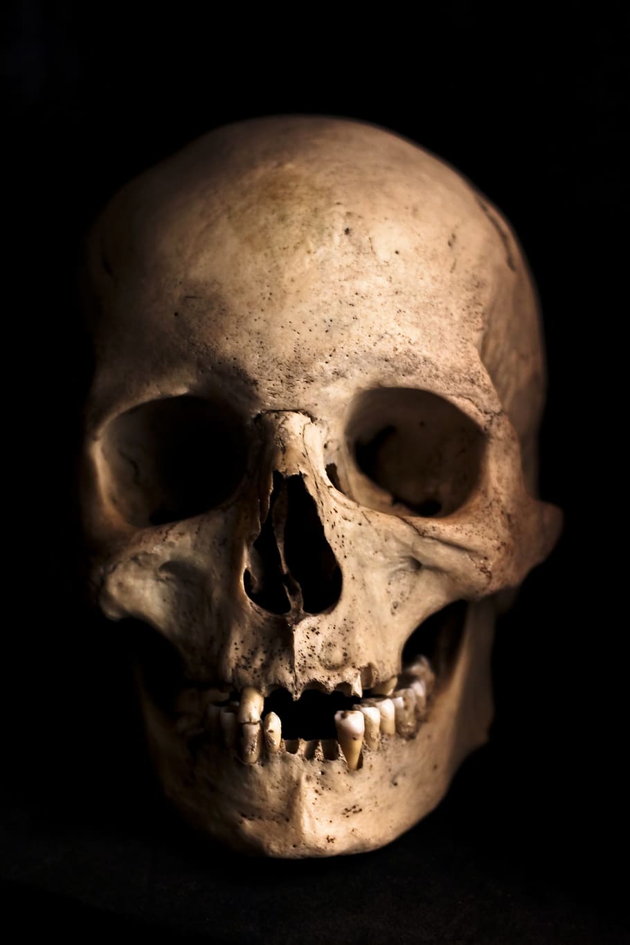 910x1365 HD wallpaper: human skull photography, head, skeleton, bone
