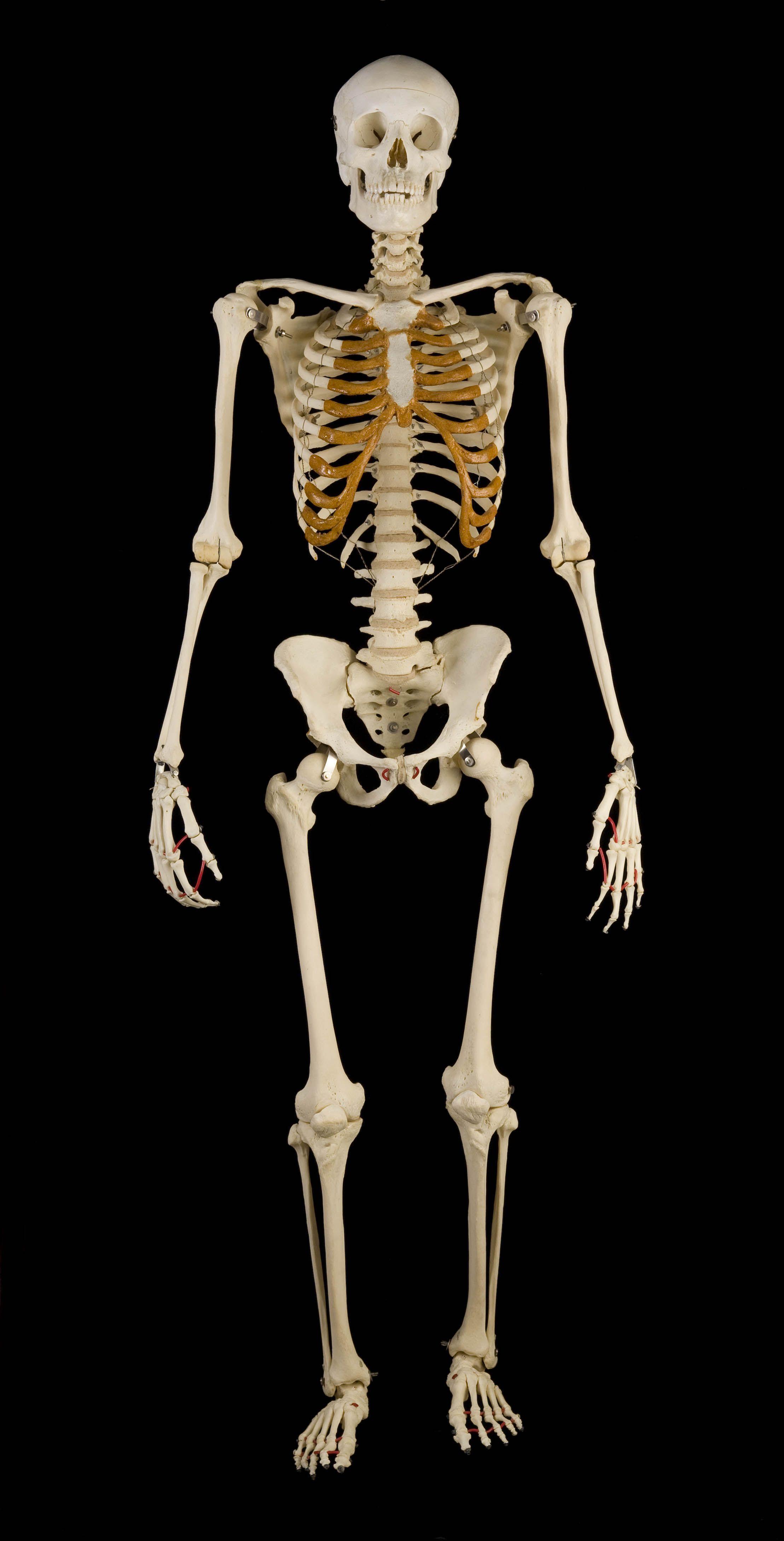 2217x4356 Skeleton wallpaper, Animal, HQ Skeleton pictureK Wallpaper 2019