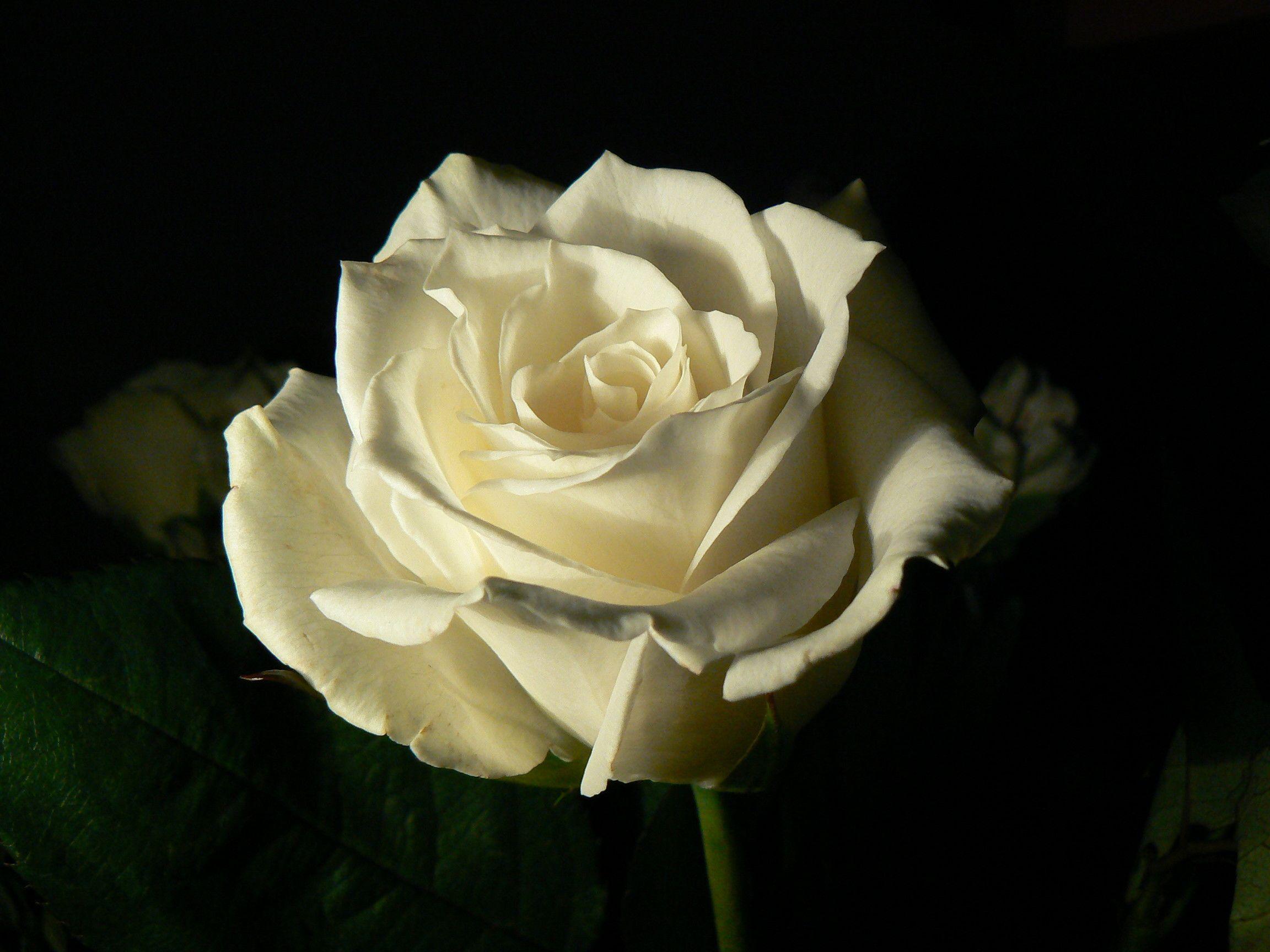 Розы бел восточная
