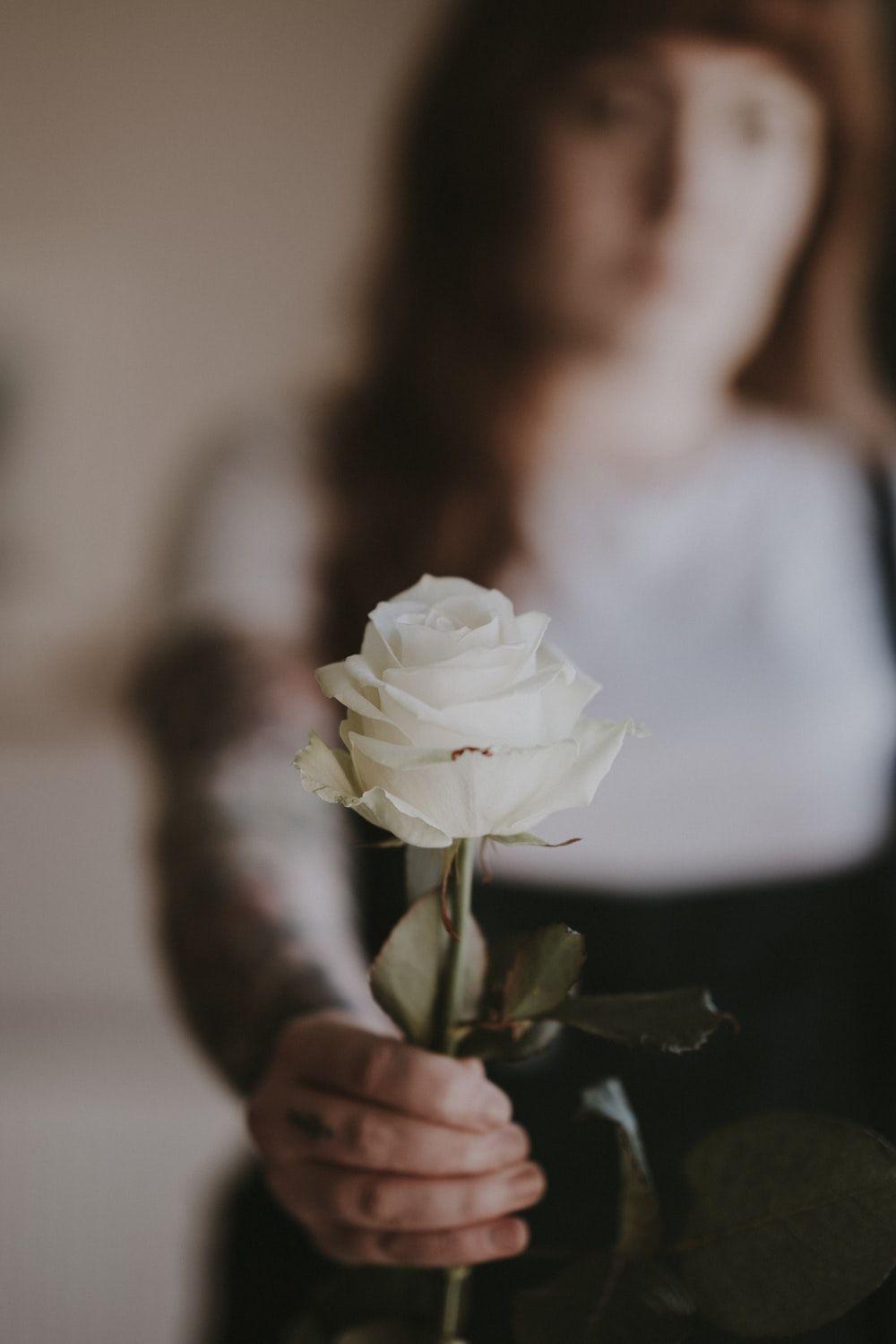 White Rose Aesthetic Wallpapers - Top Free White Rose Aesthetic