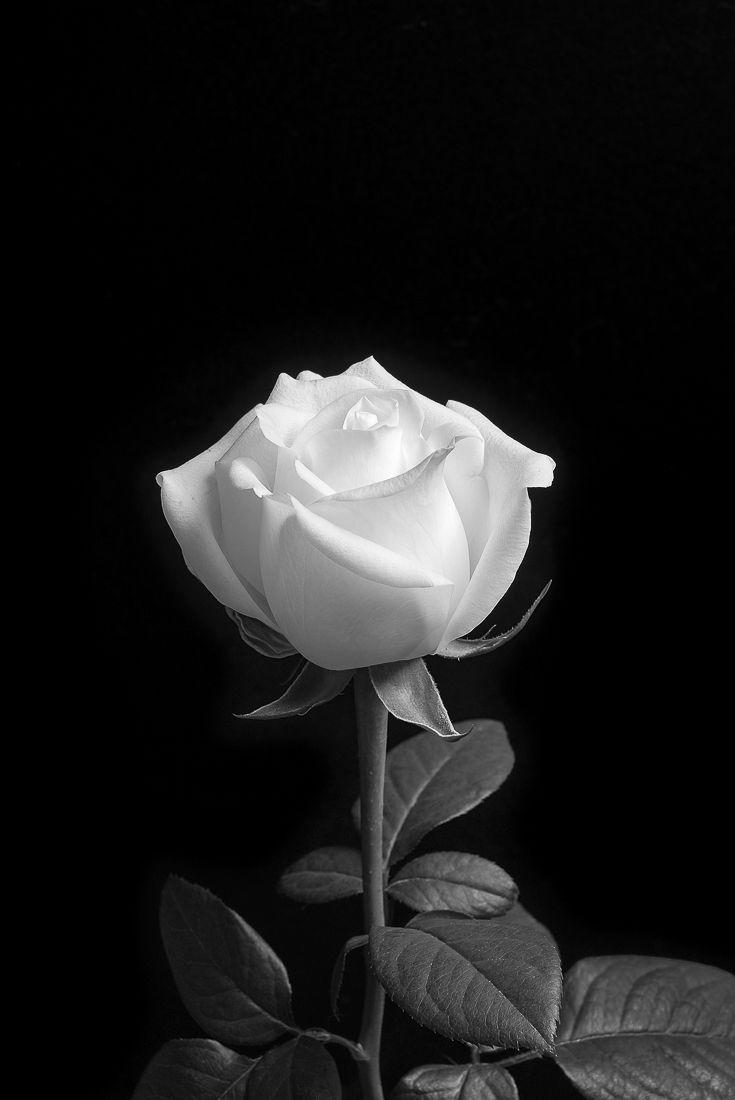 White Rose Aesthetic Wallpapers - Top Free White Rose Aesthetic ...