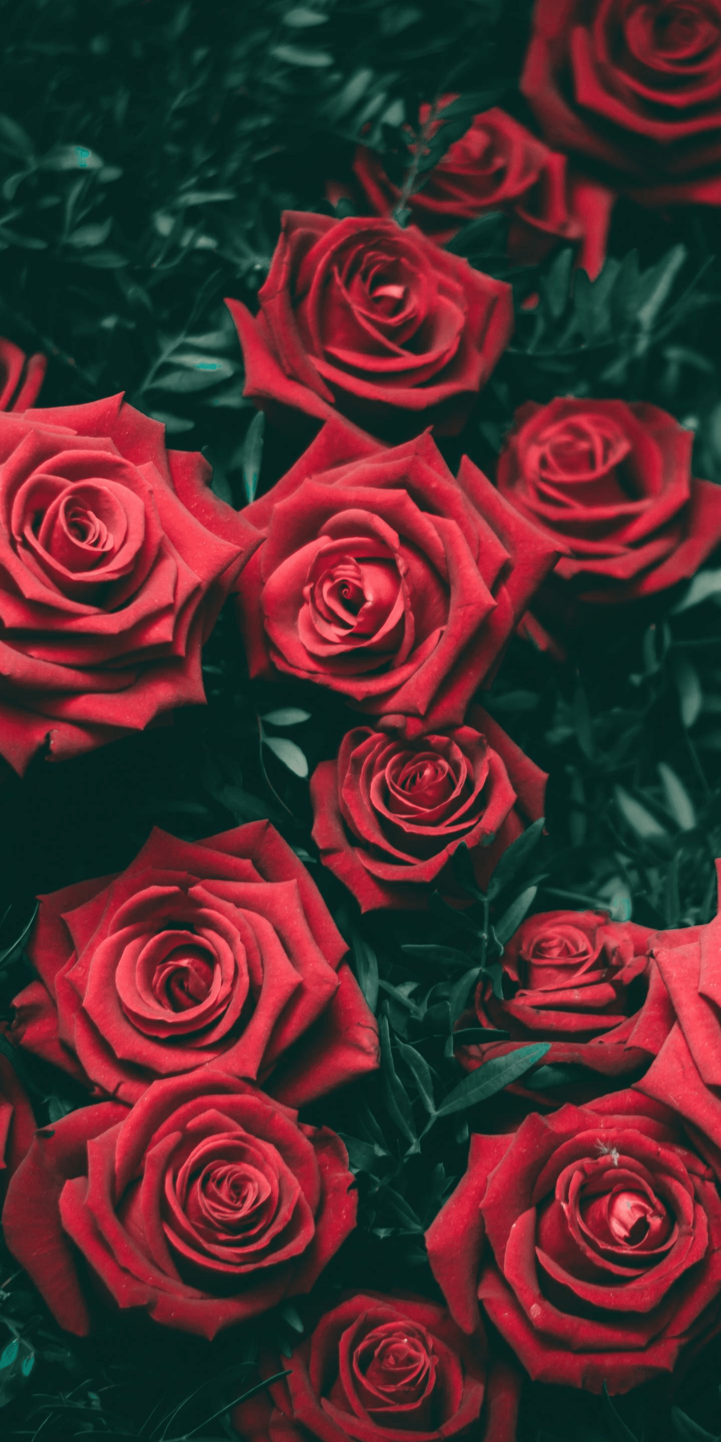Hình nền thẩm mỹ 1440x2880 Đỏ và Đen https://wallpaperaccess.com/full/2506554.png