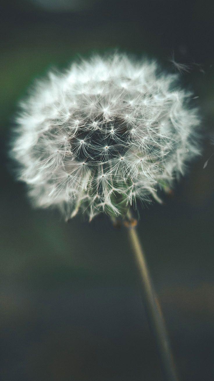 736x1308 Relaxing Nature iPhone Xs Wallpaper
