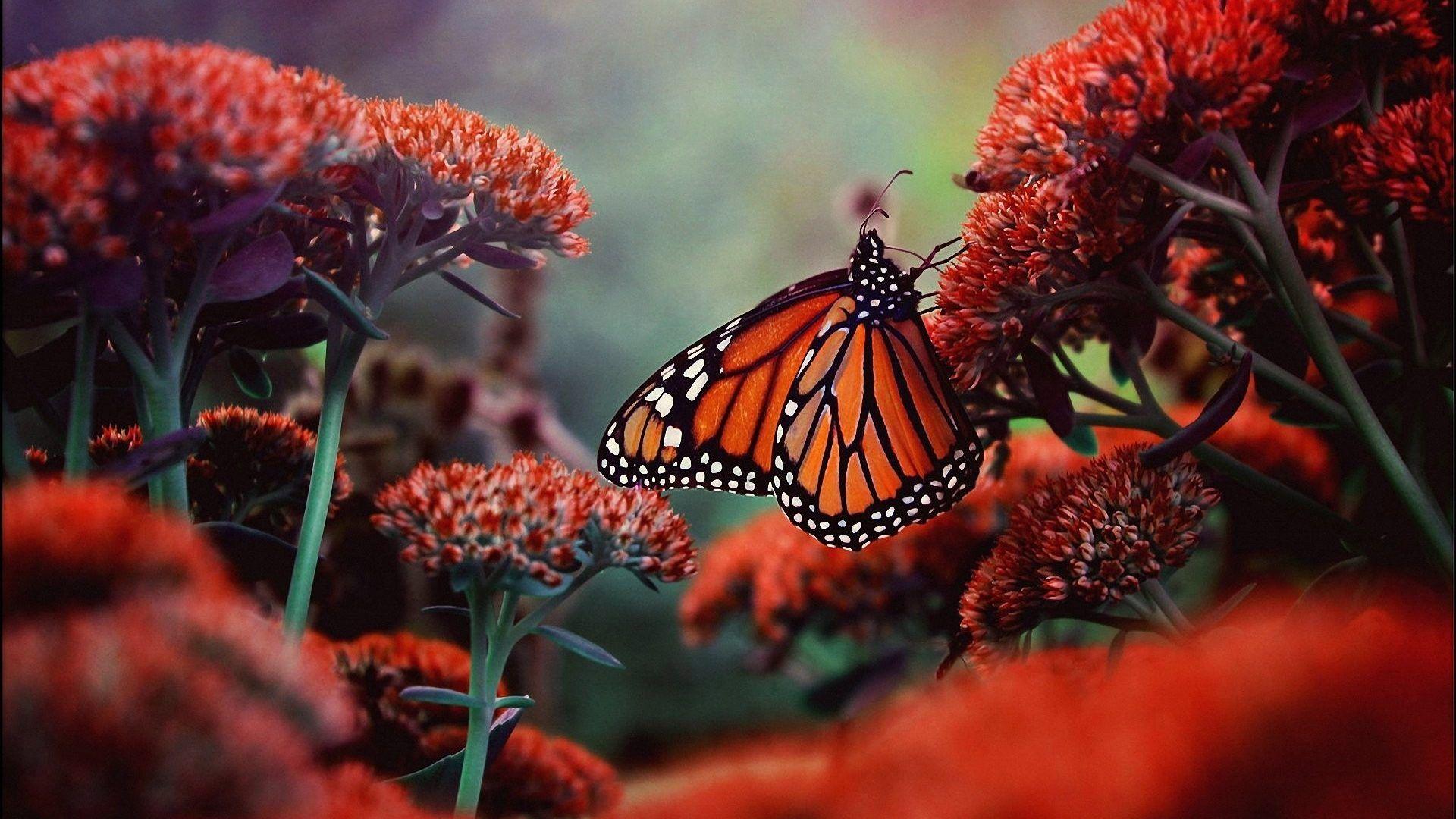 1920x1080 Butterflies Tag wallpaper: Insects Nature Butterflies Photo